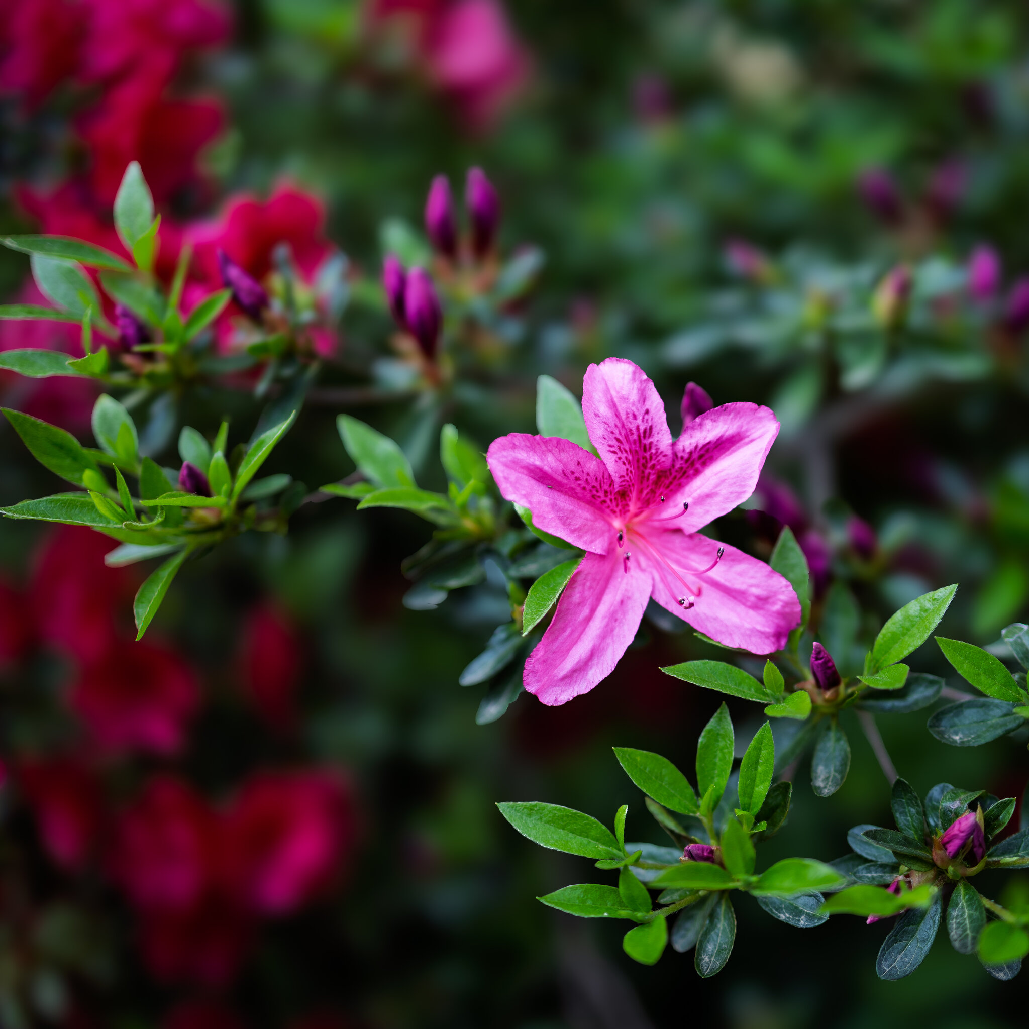 FB_MG_2616-post.jpg
