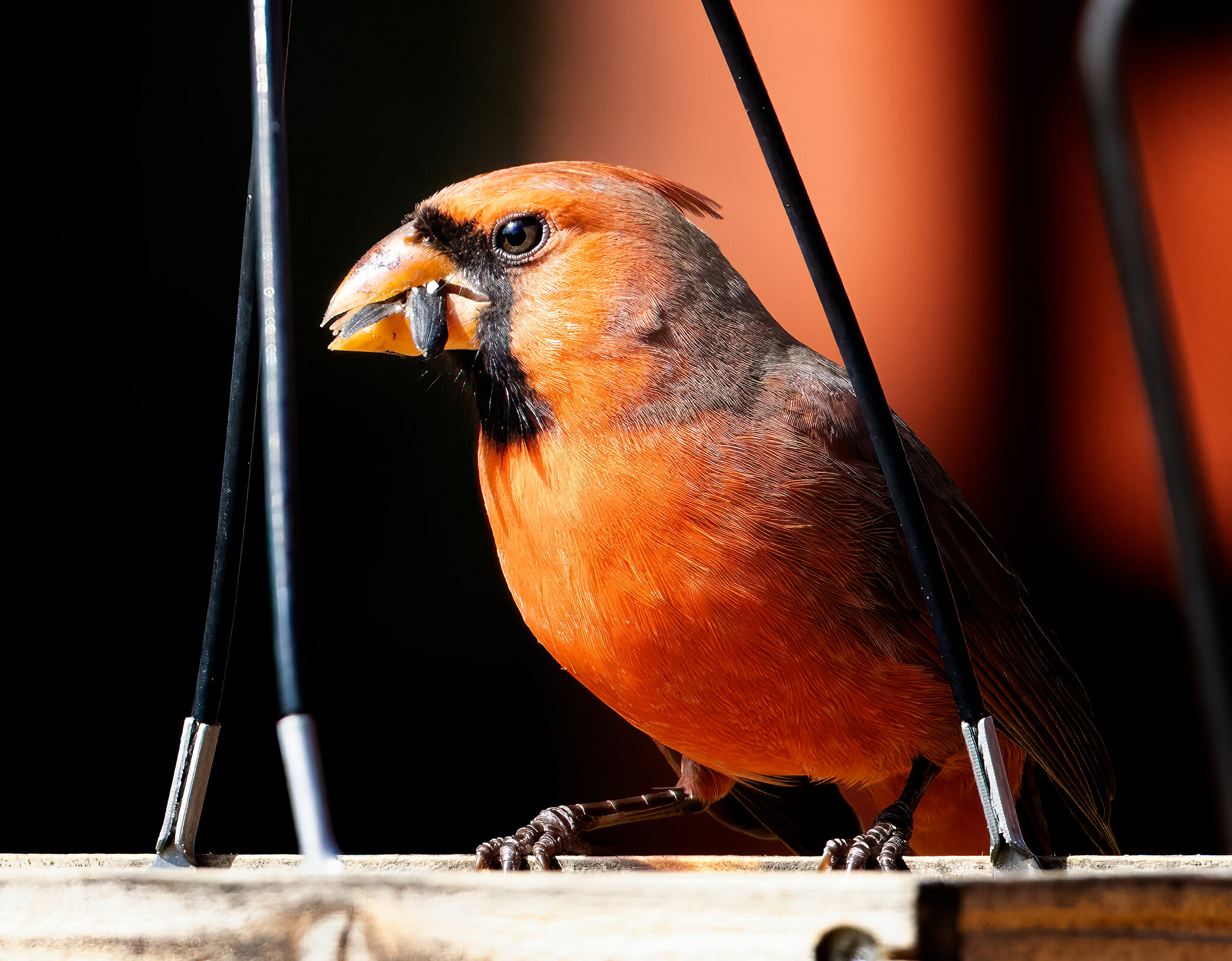 feeding orange bird.jpg