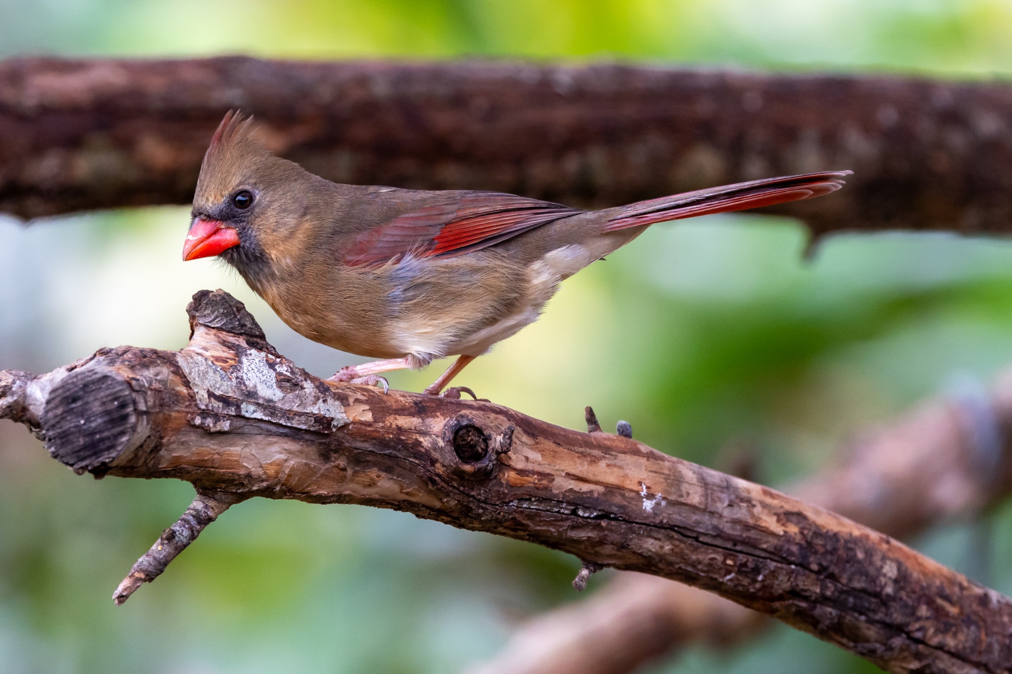 Female Cardinal-5603.jpg