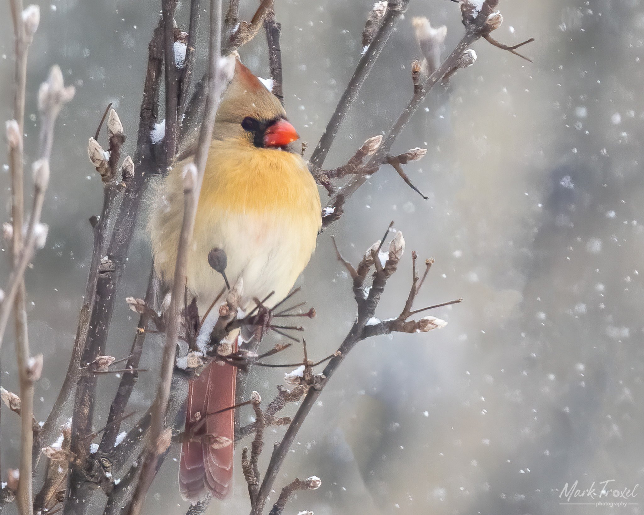 Female cardinal in the snow.jpg