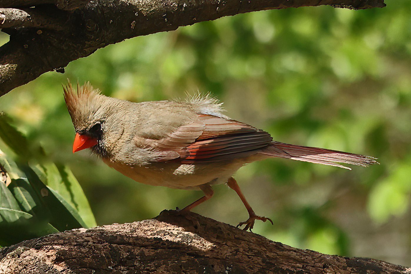 Female Cardinal.jpg