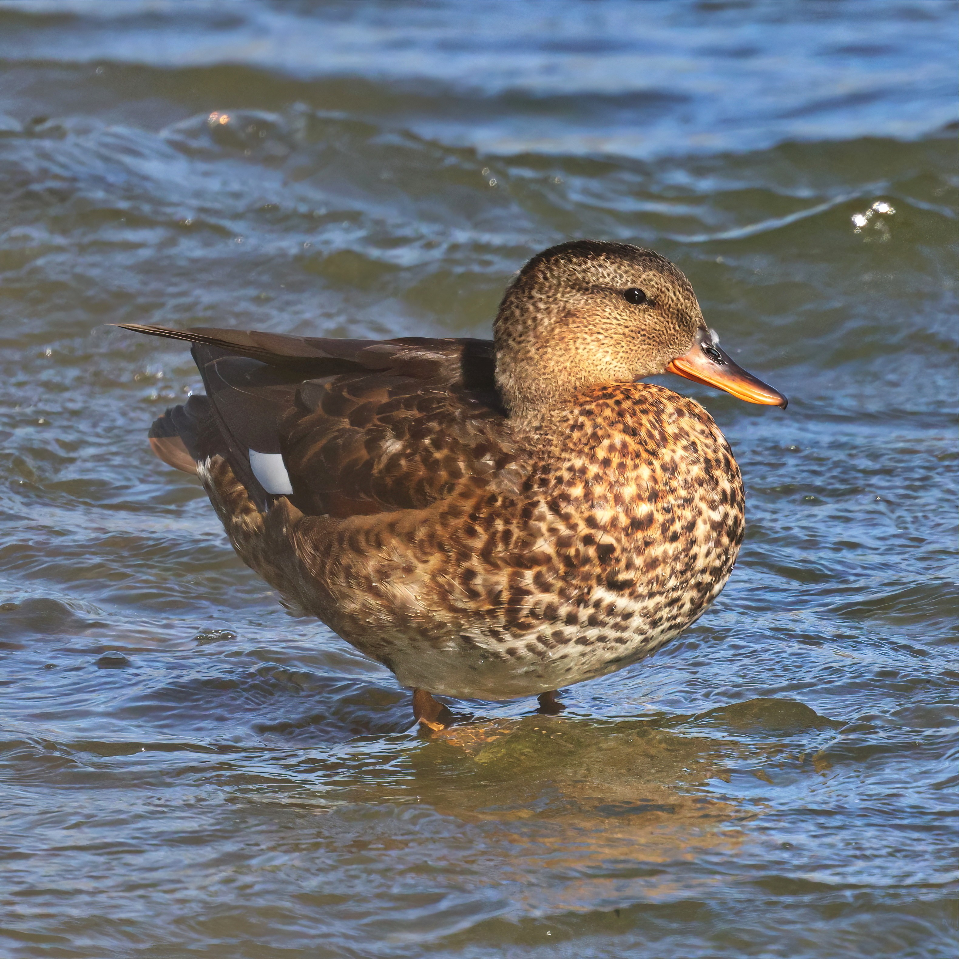 Female gadwall