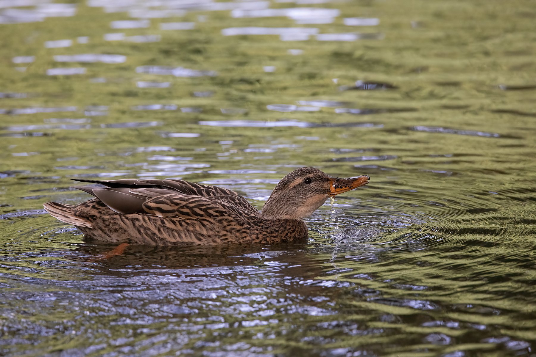 Female Mallard Duck taking a drink