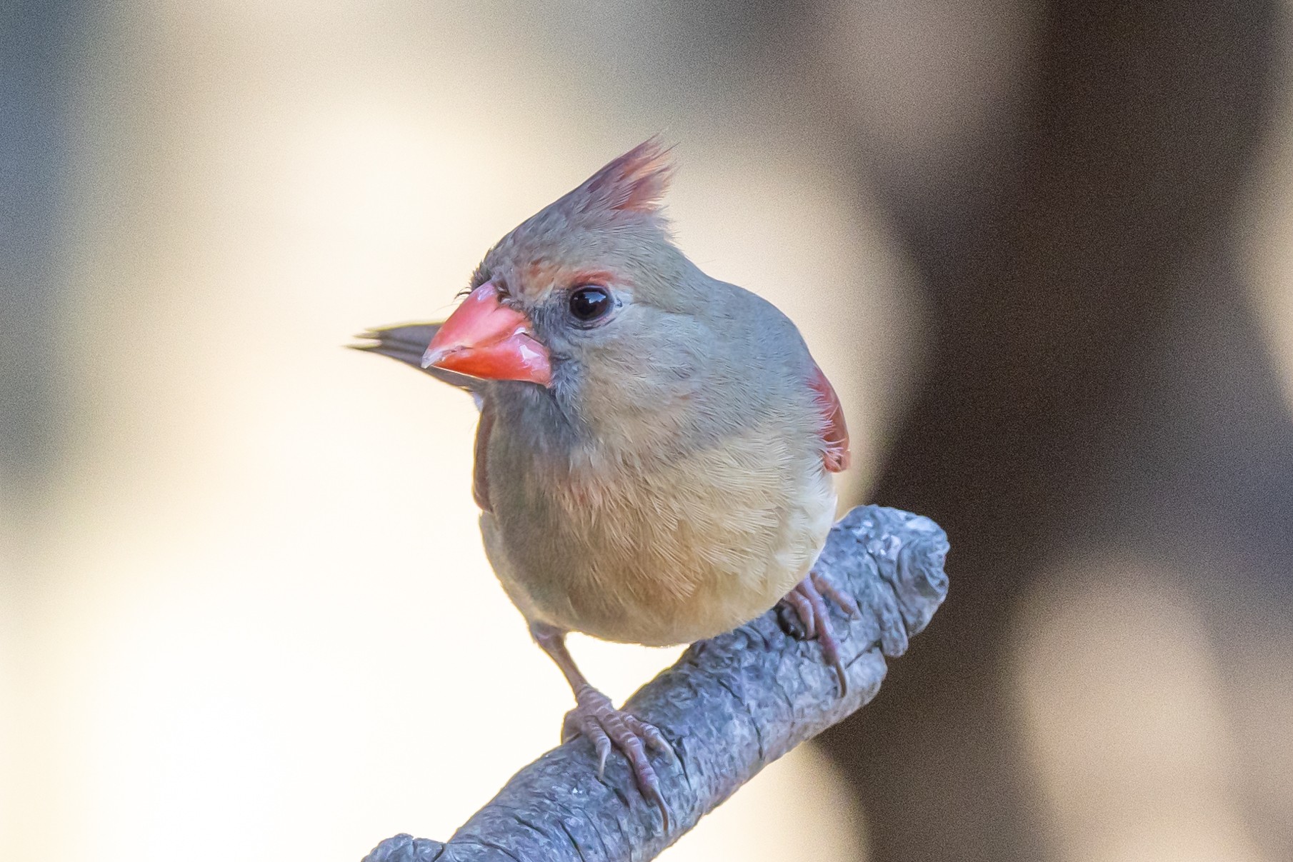 Female N Cardinal