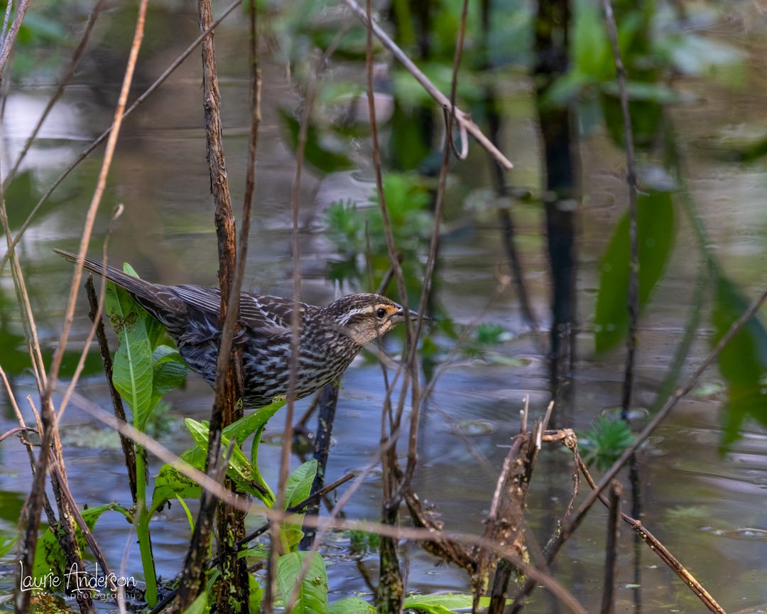 Female Red-winged Blackbird