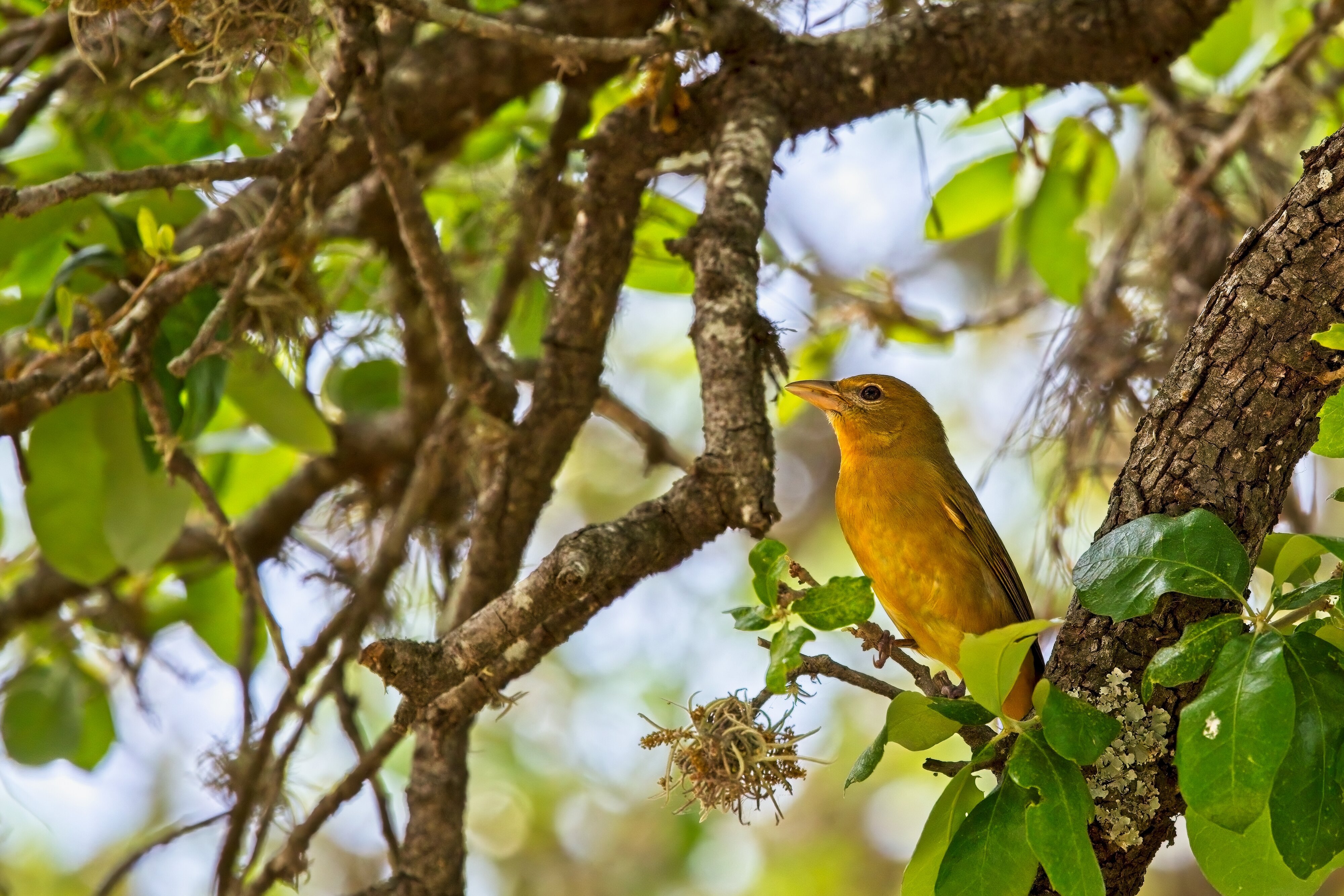 Female Summer Tanager