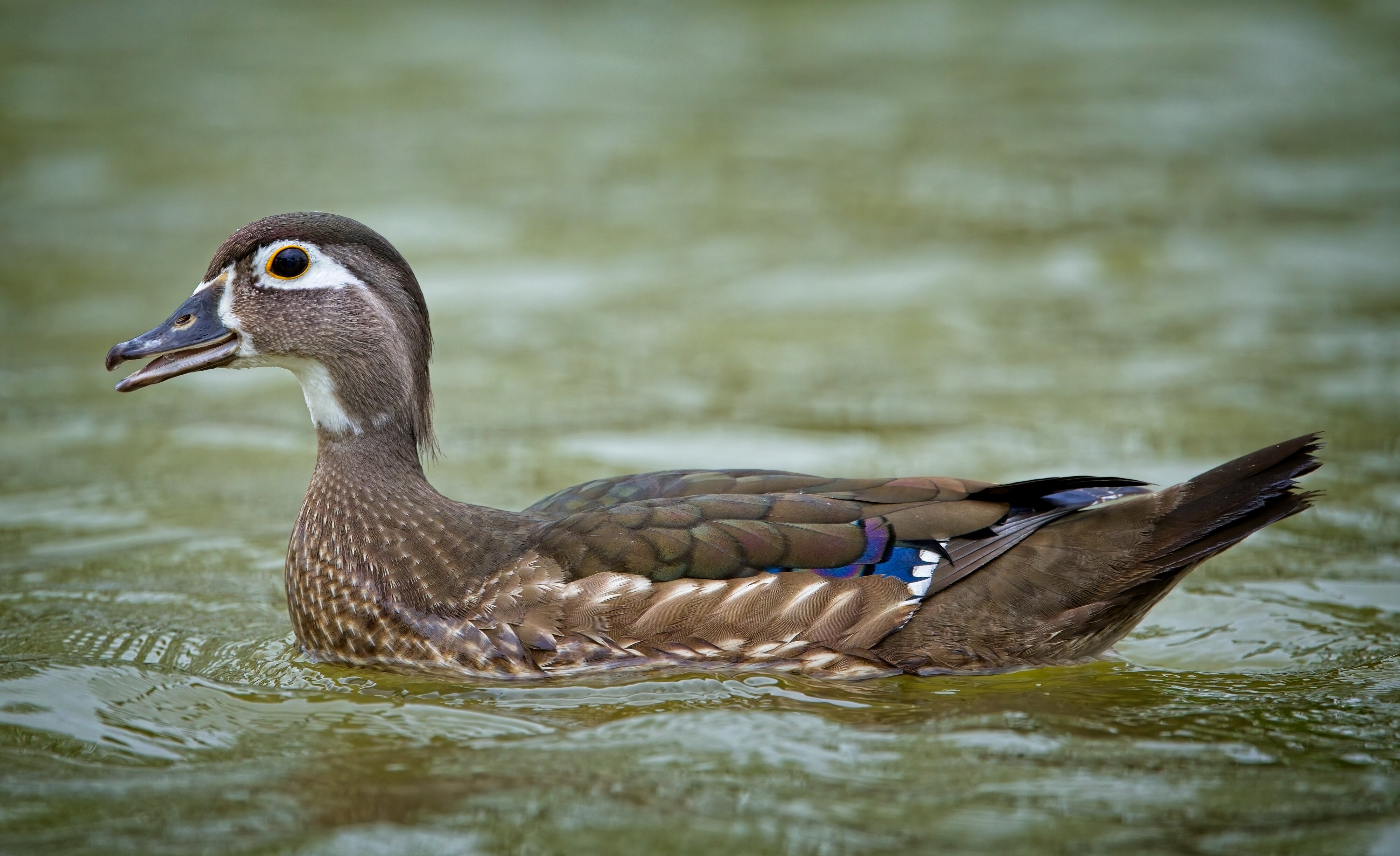 female Wood Duck