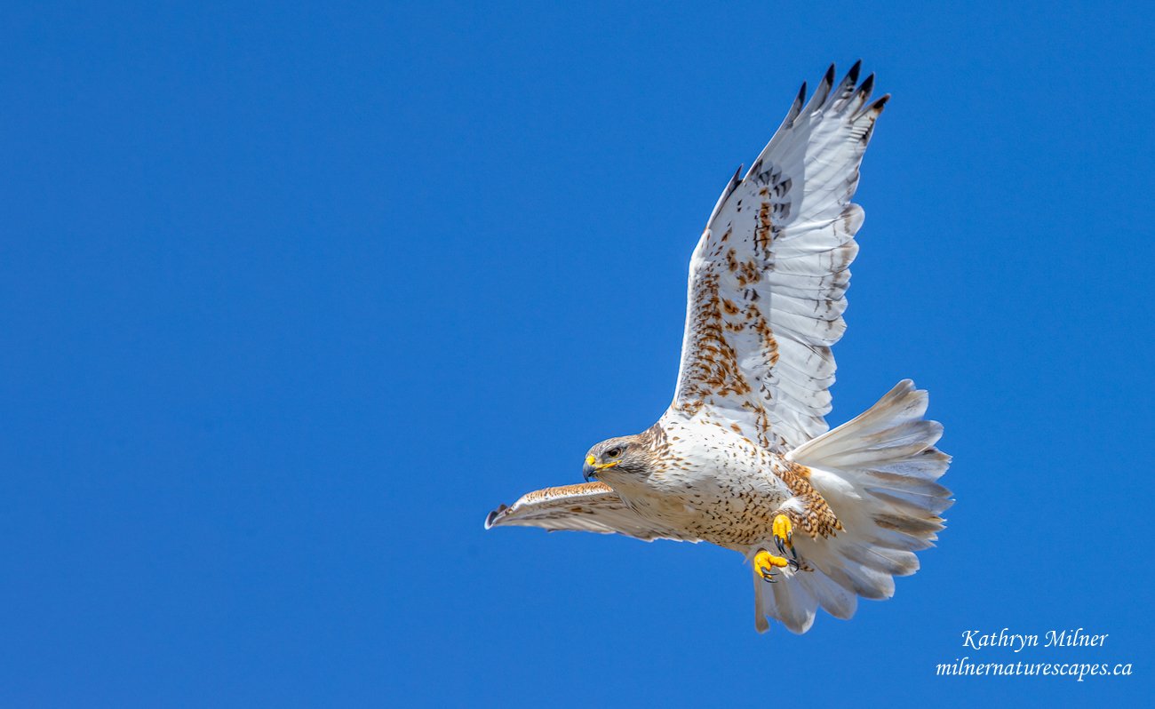 Ferruginous Hawk Flying.jpg