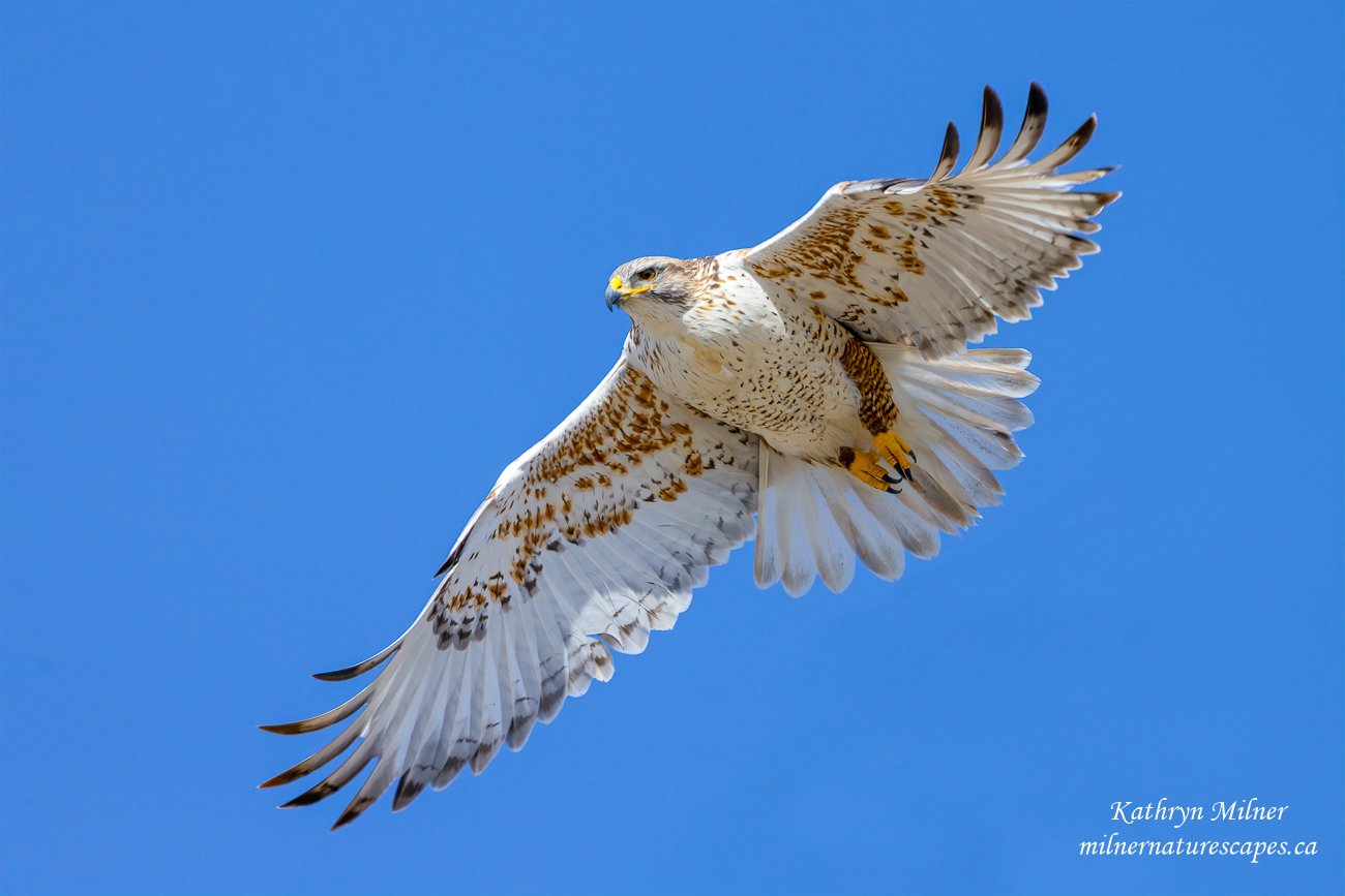 Ferruginous Hawk Flying - take off.jpg