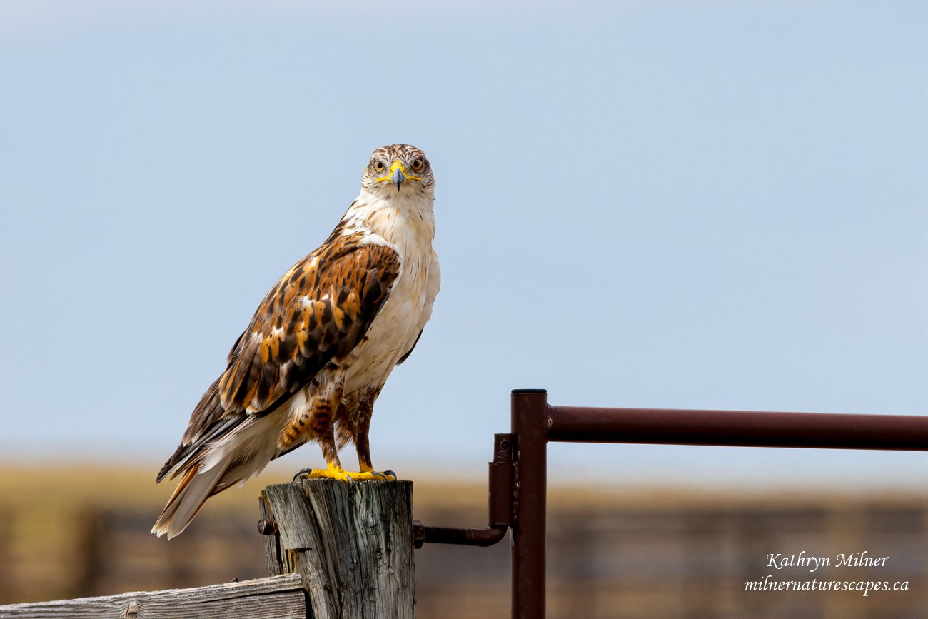 Ferruginous Hawk.jpg