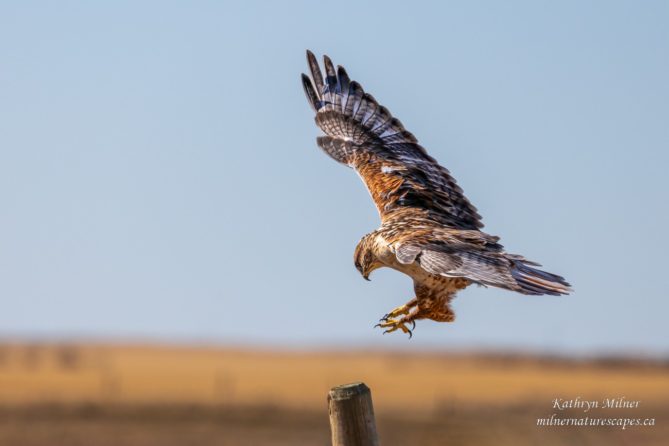 Ferruginous Hawk landing.jpg