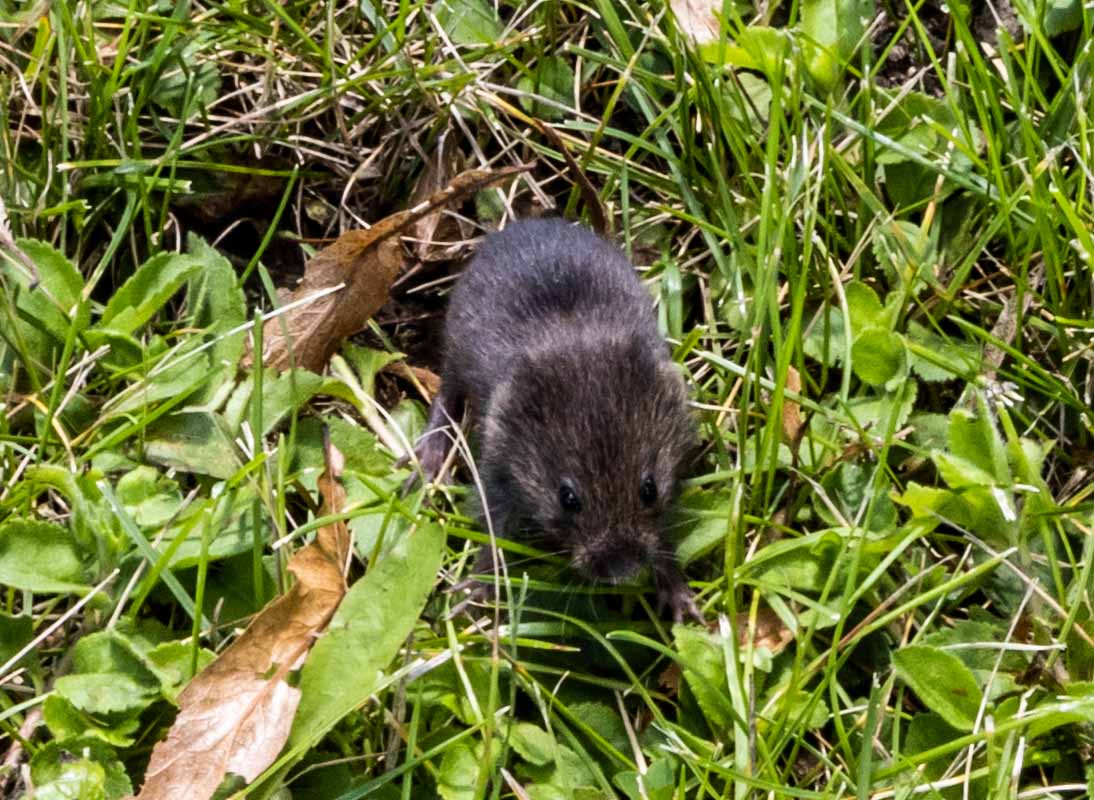 Field Mouse, Cropped