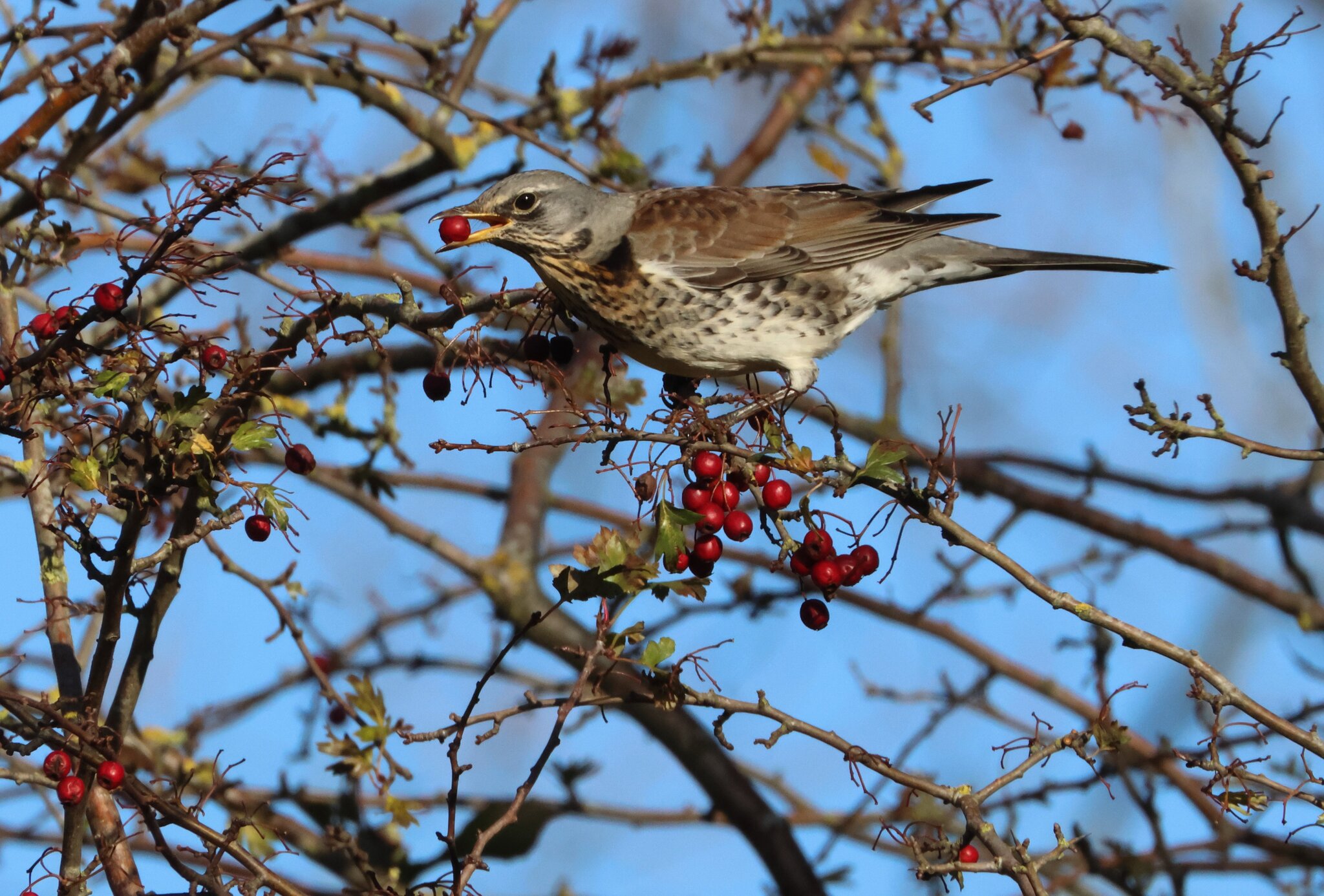 Fieldfare9.JPG