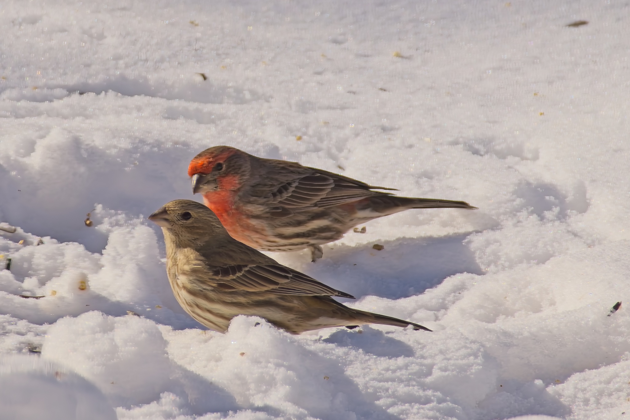 Finches011925.jpeg