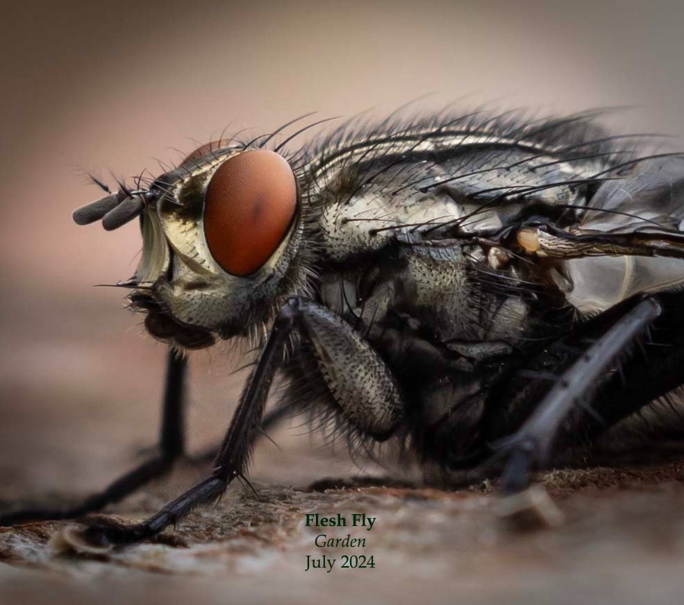 Flesh Fly 4.jpg