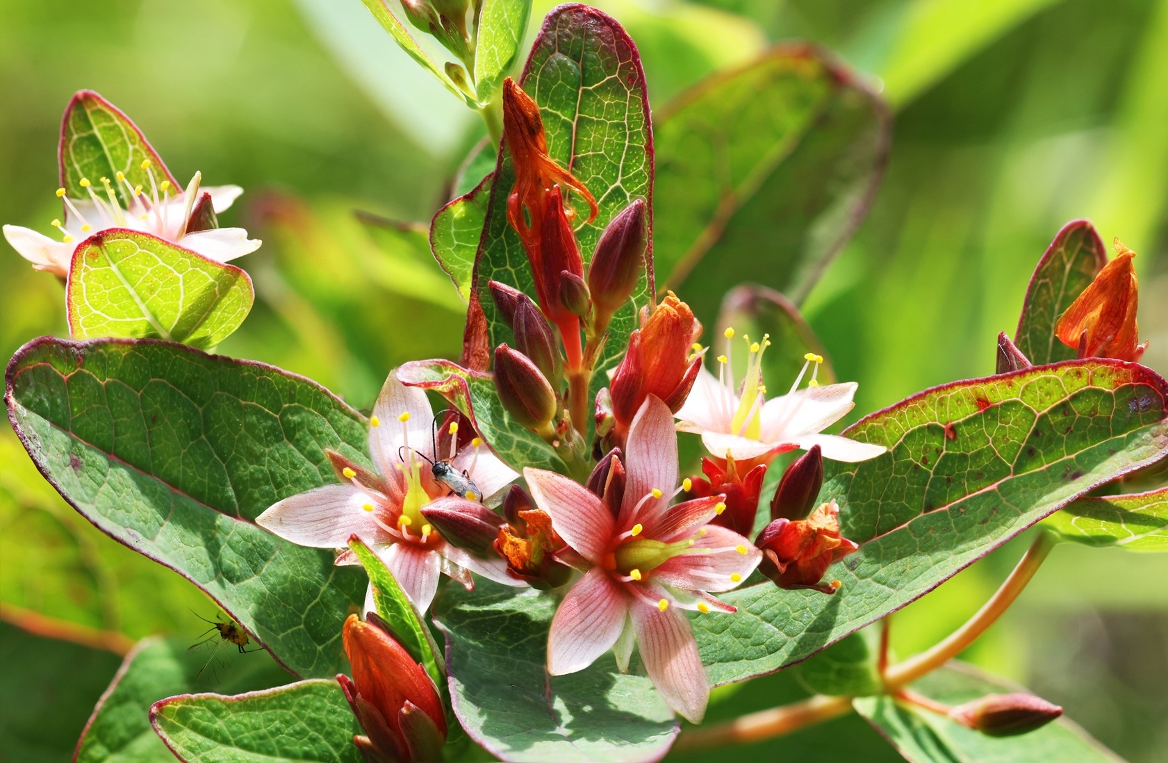 FlowerBunch_1sm.jpg