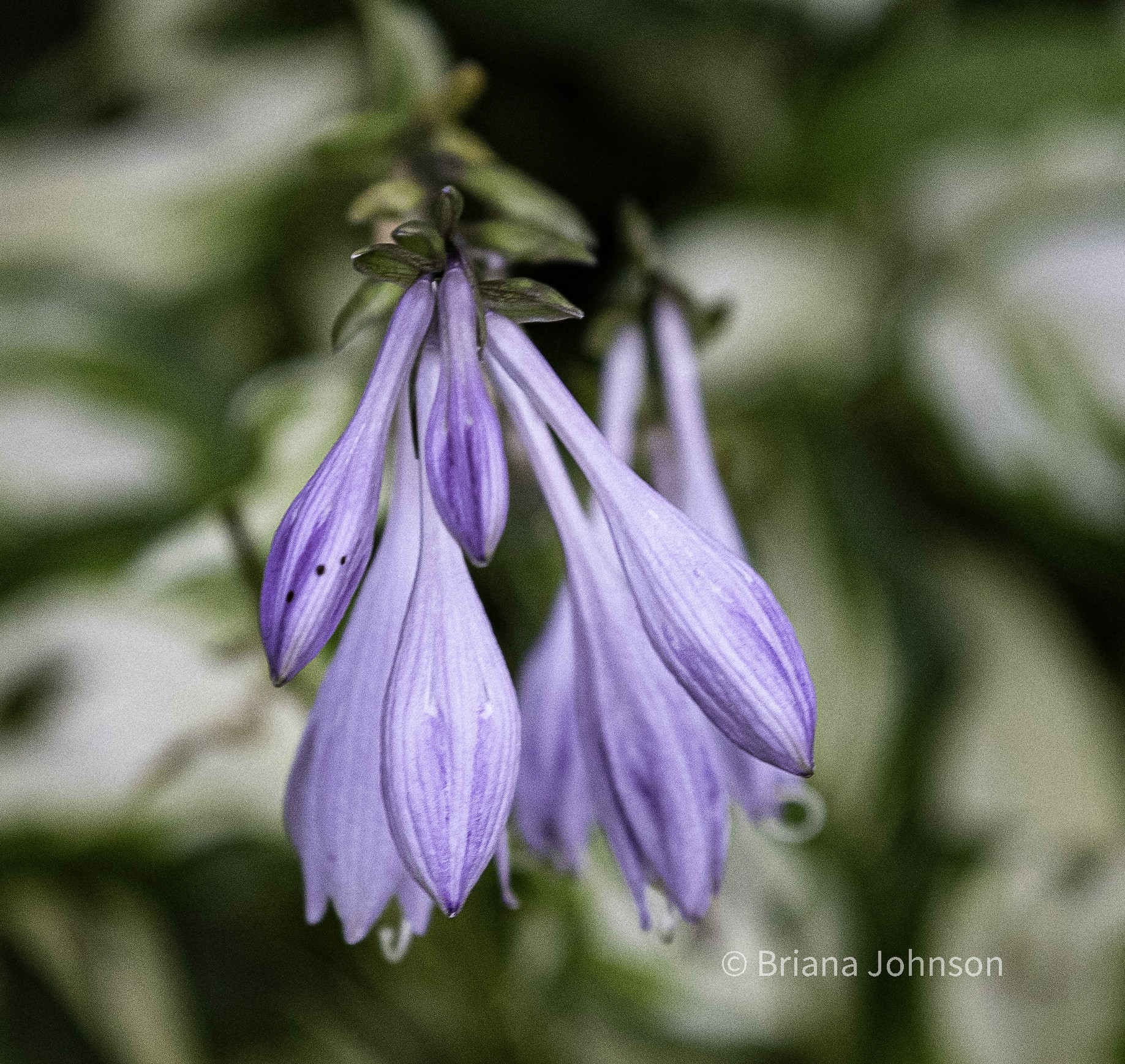 Flowers and Weeds-2.jpg