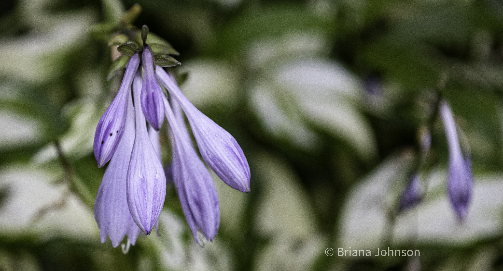 Flowers and Weeds-3.jpg