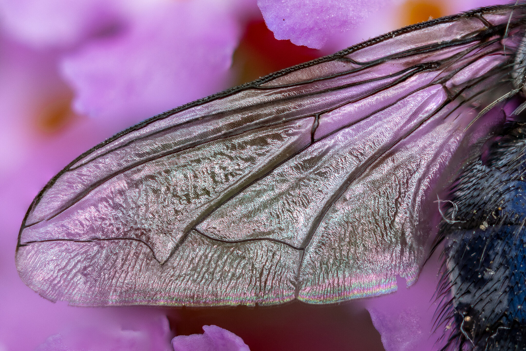 Fly-200-3.jpg