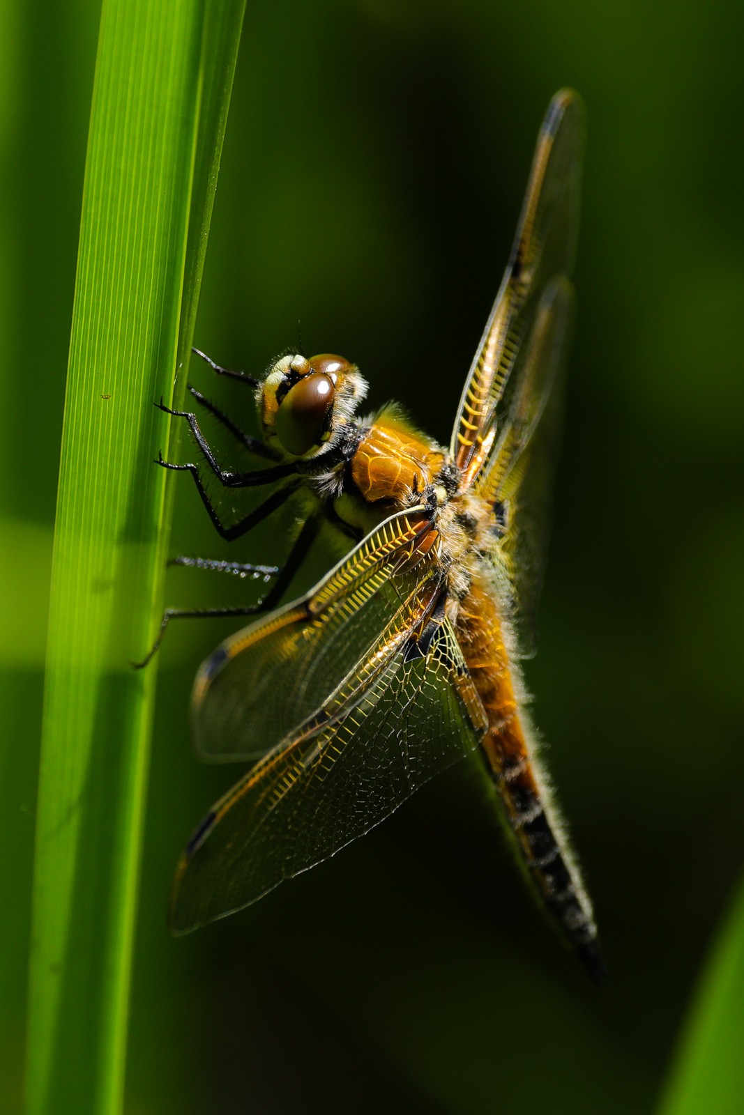 For Spotted Chaser.