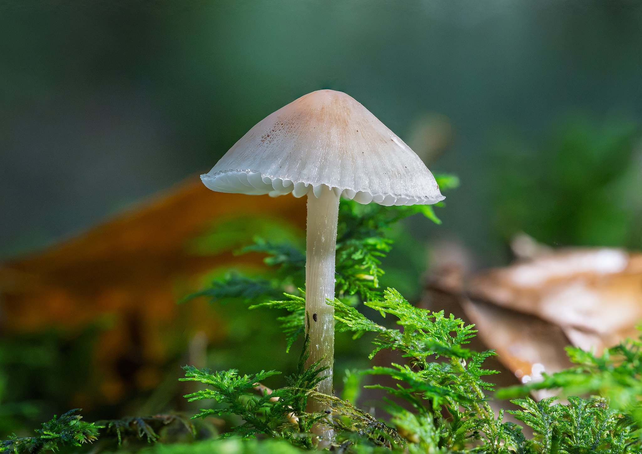 Forest Mushroom.jpg