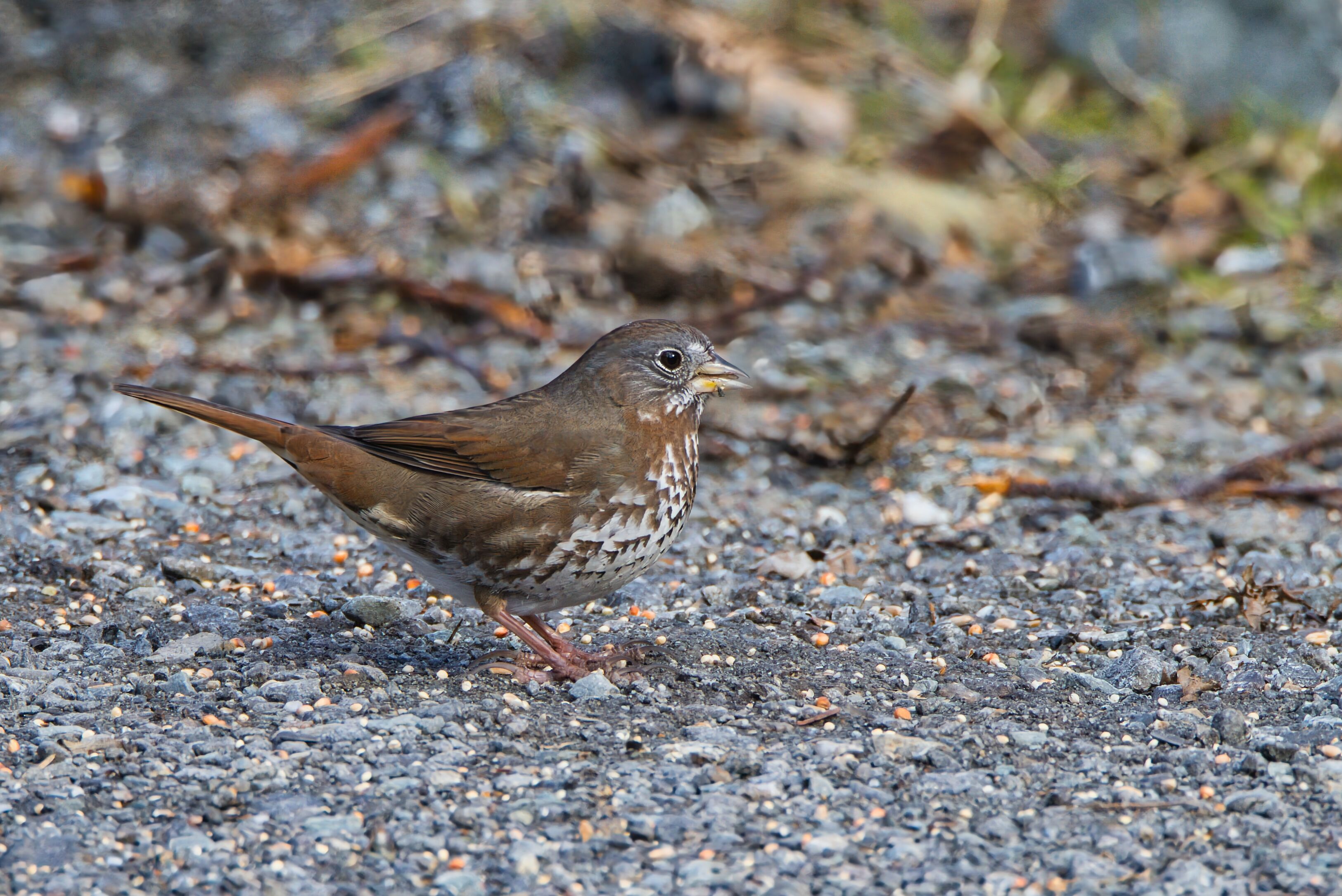 Fox Sparrow