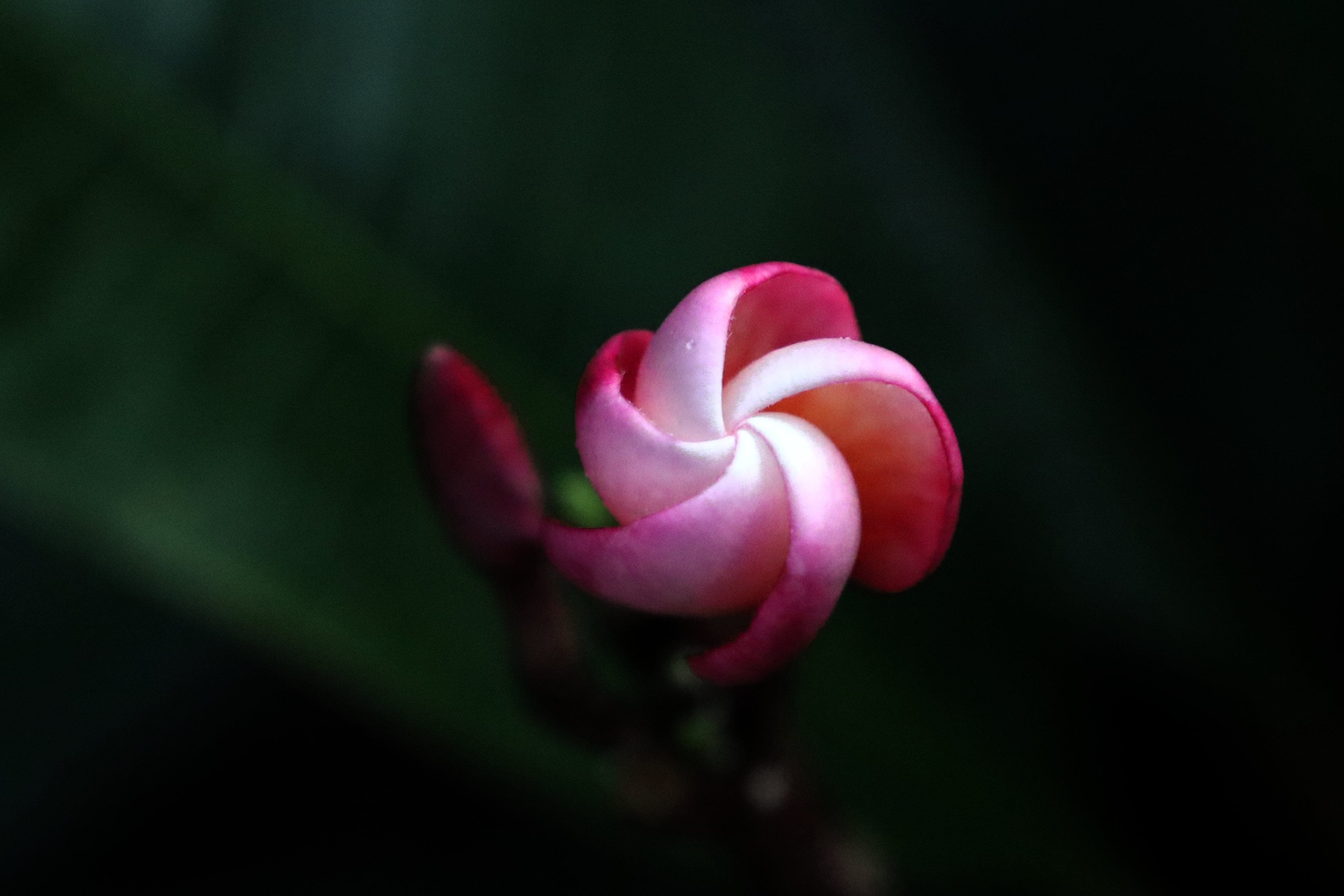 Frangipani Single_3130.jpg