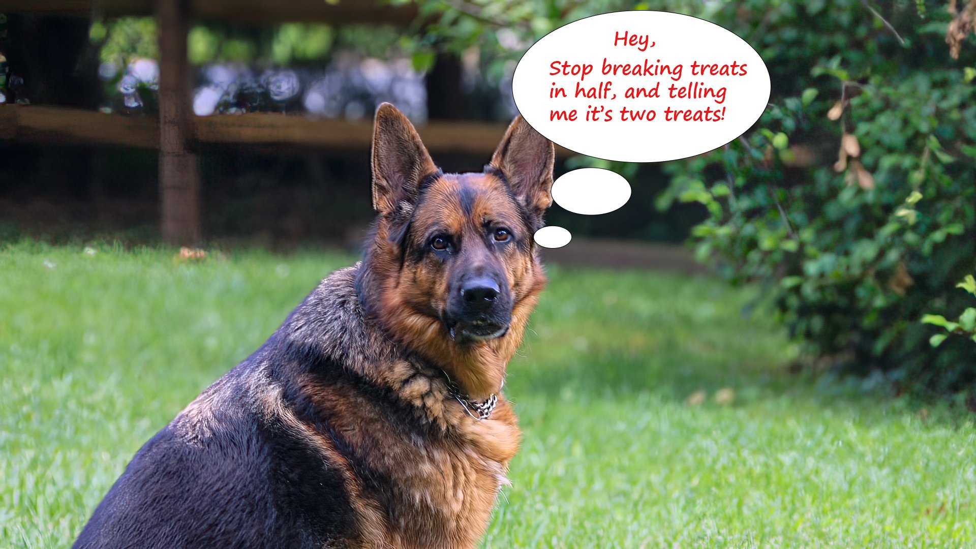 fritz talk treat.jpg