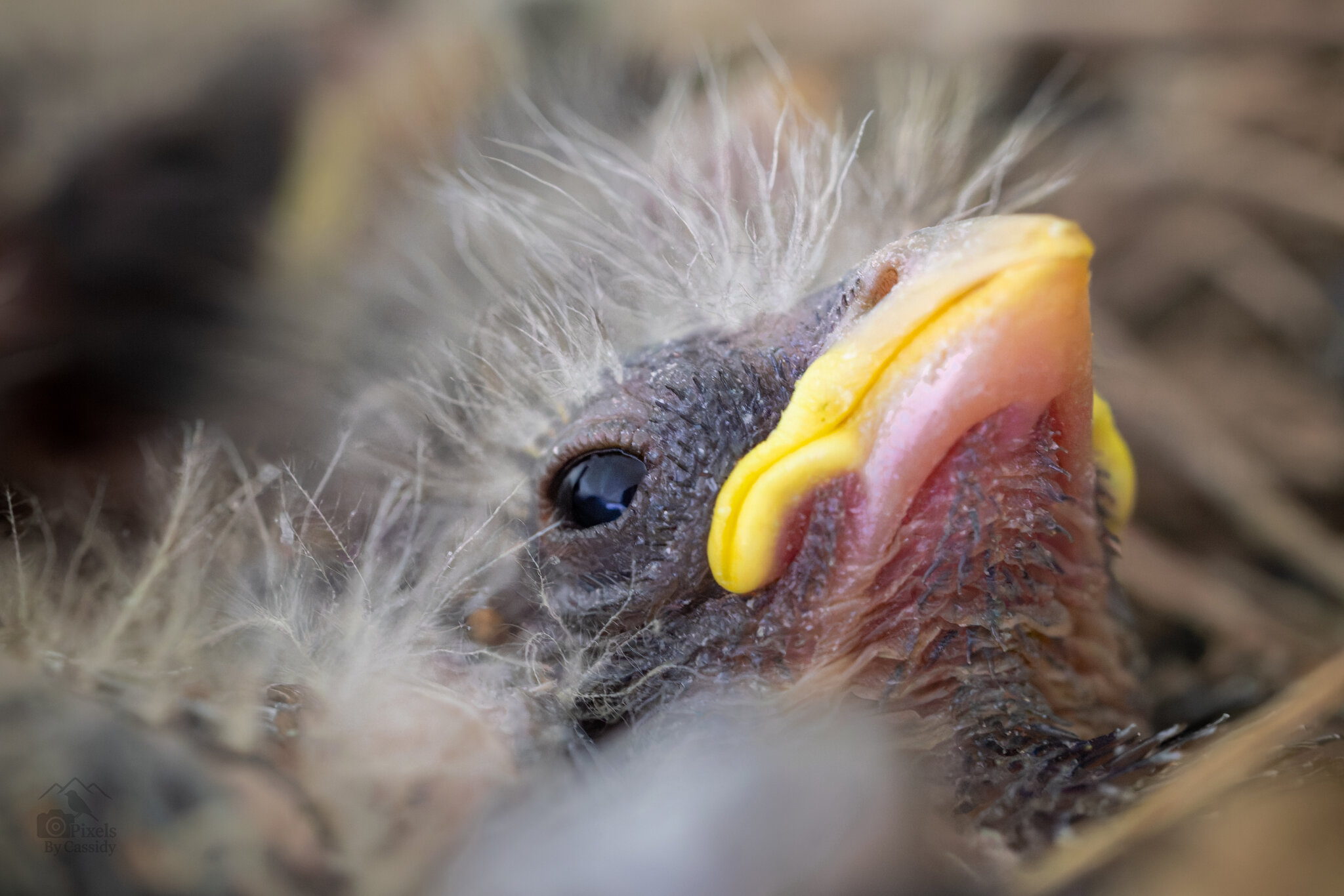 FrontPorch_BabyRobin-1.jpg
