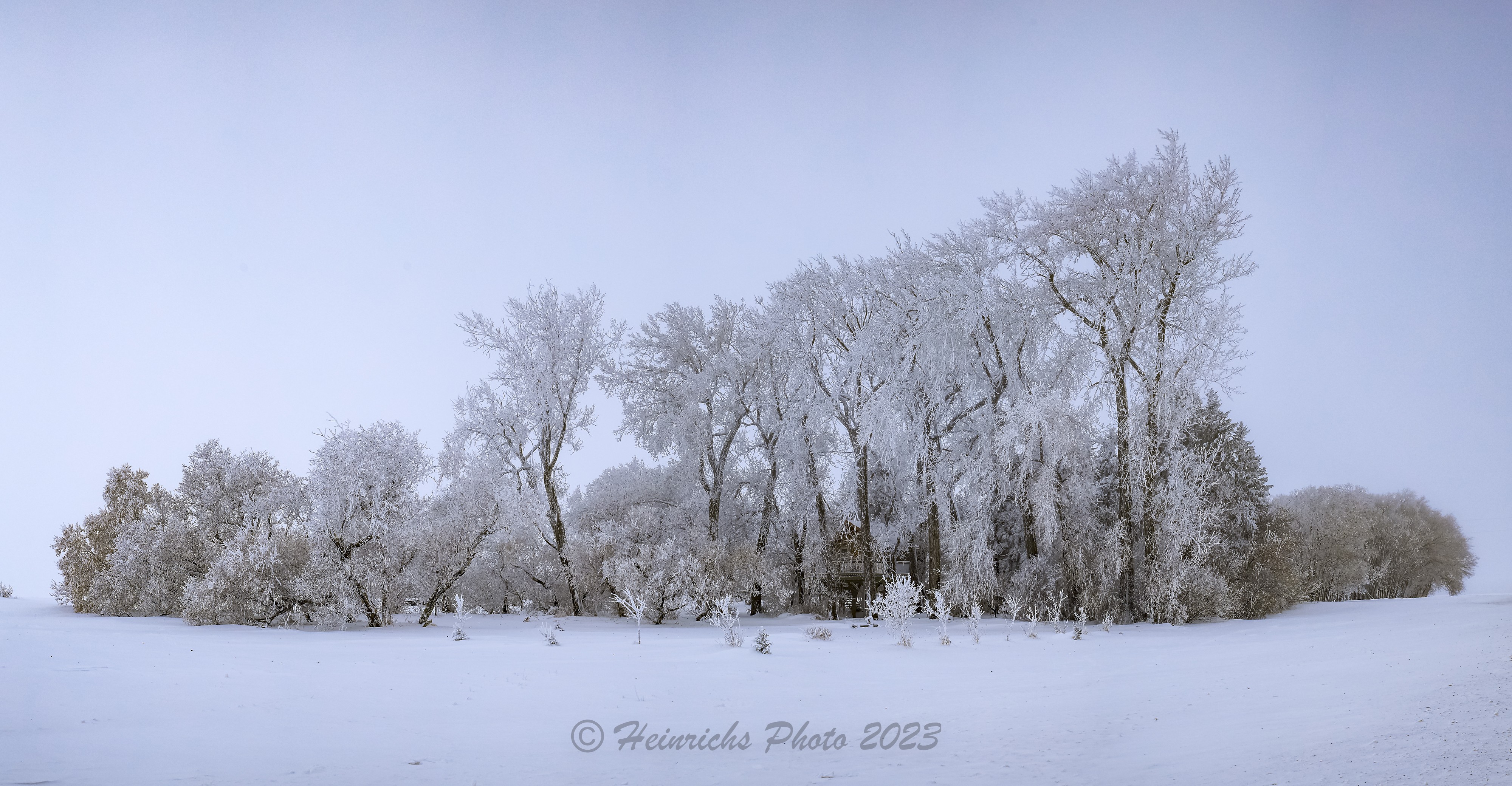 Frosty Trees-2301.jpg