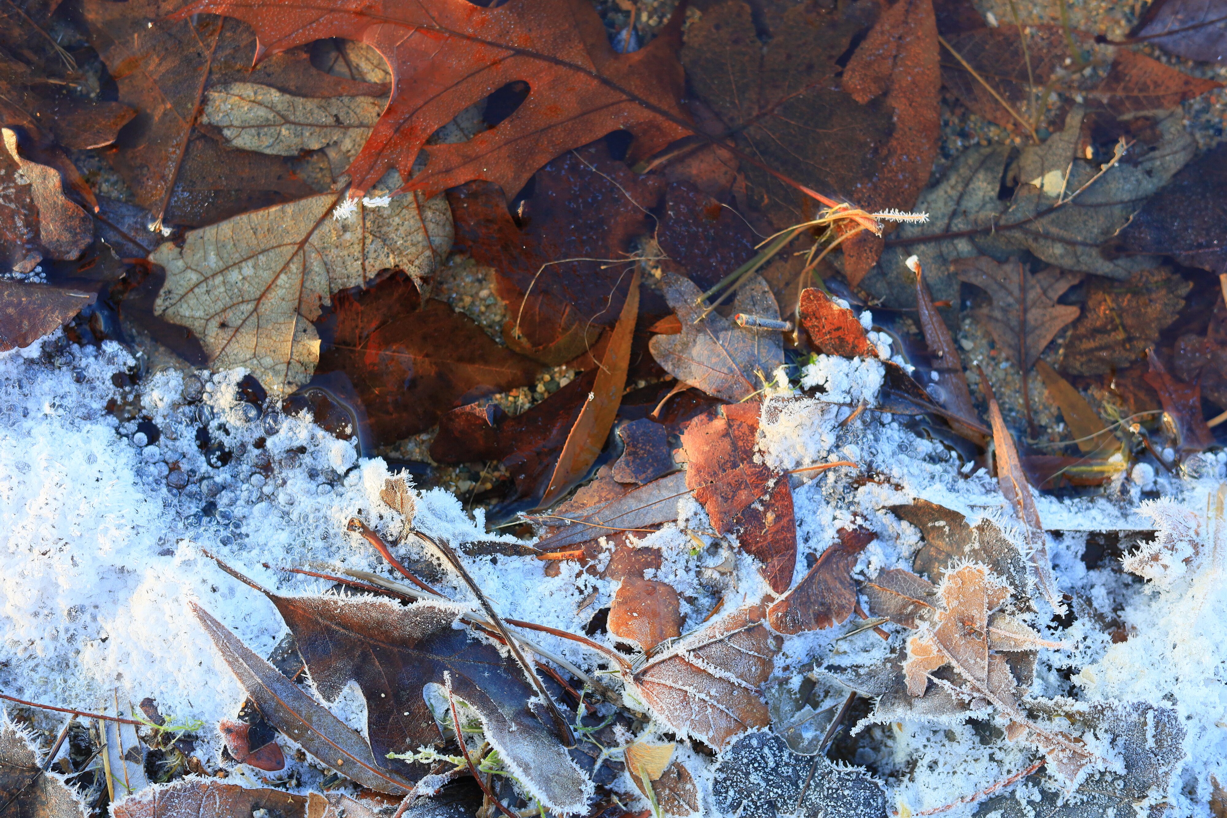 Frozen Leaves on Lake Shore