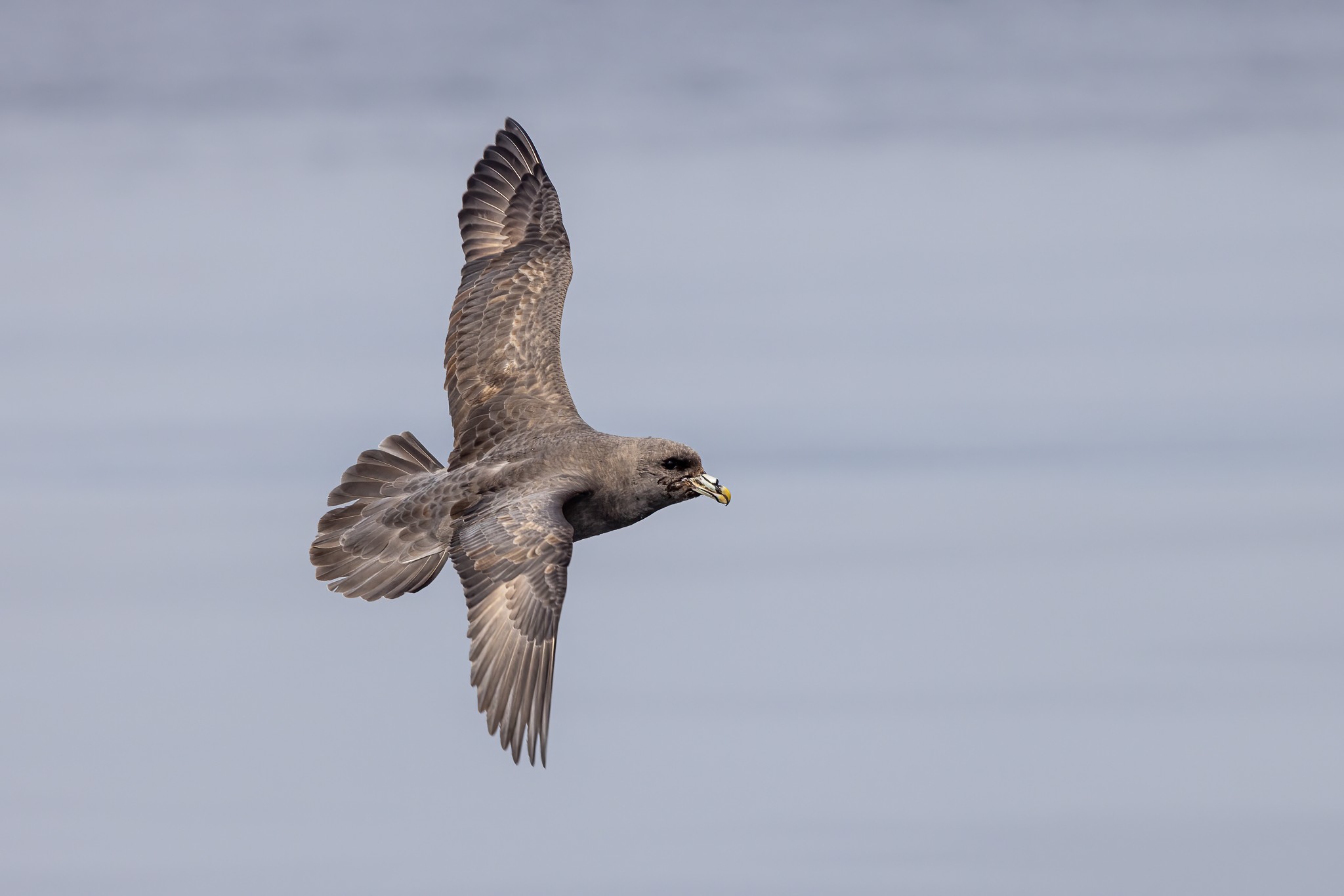 Fulmar220621.jpg