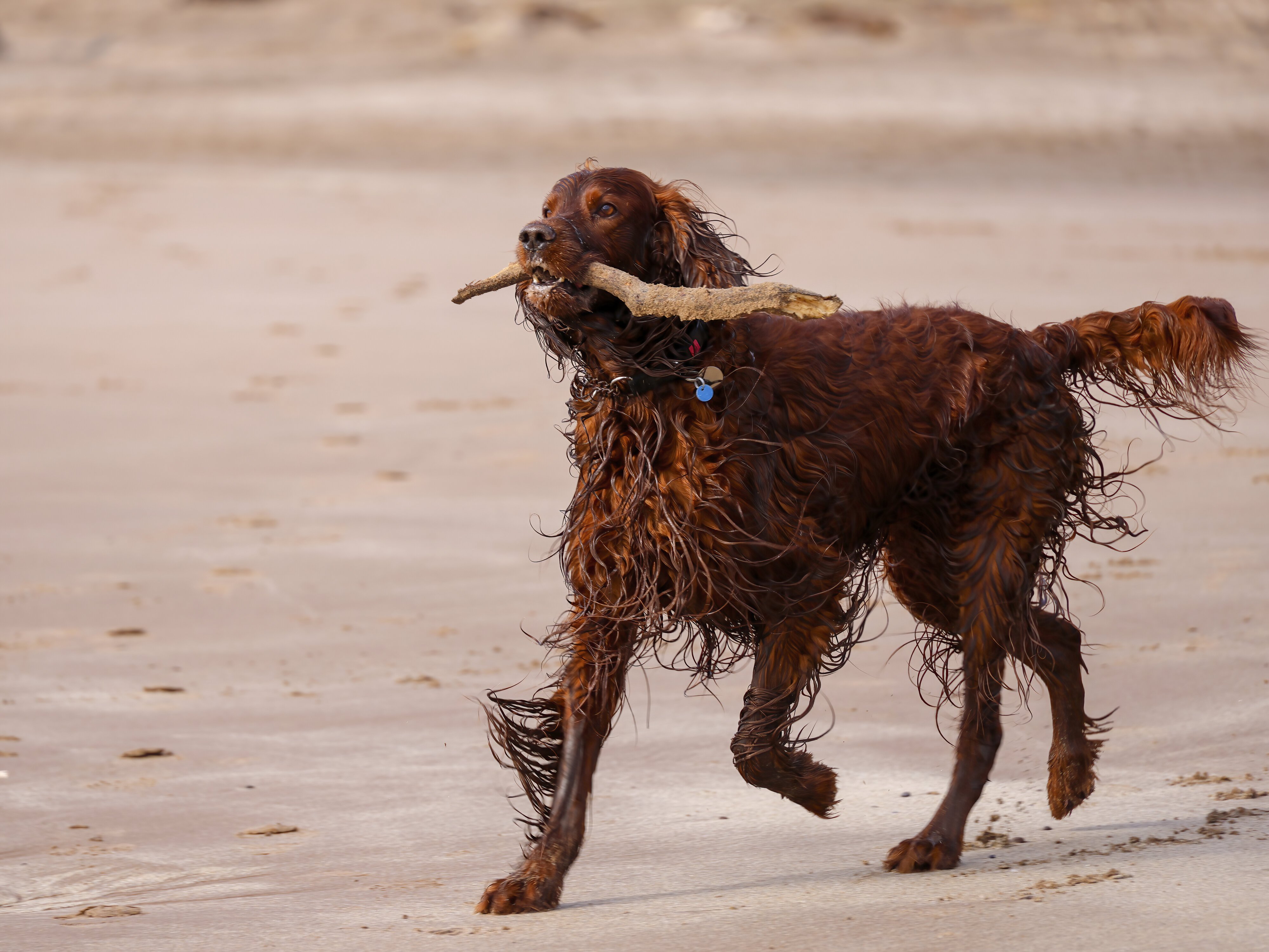 Fun on the beach - Teague