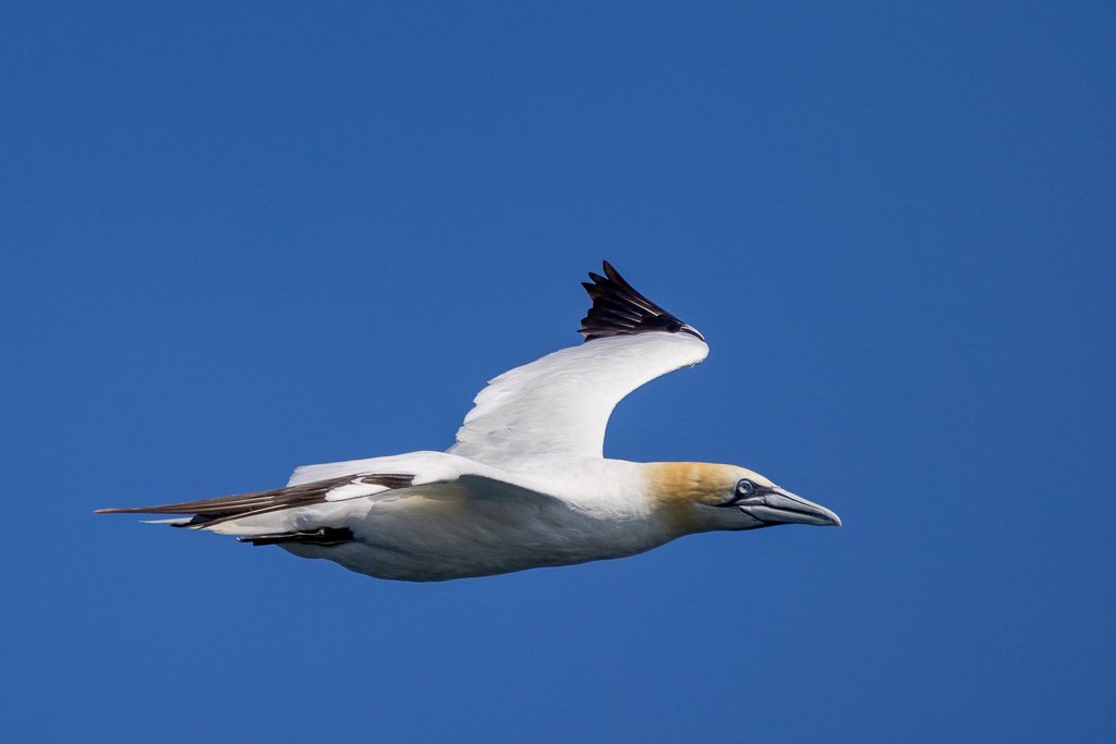 Gannet.jpg