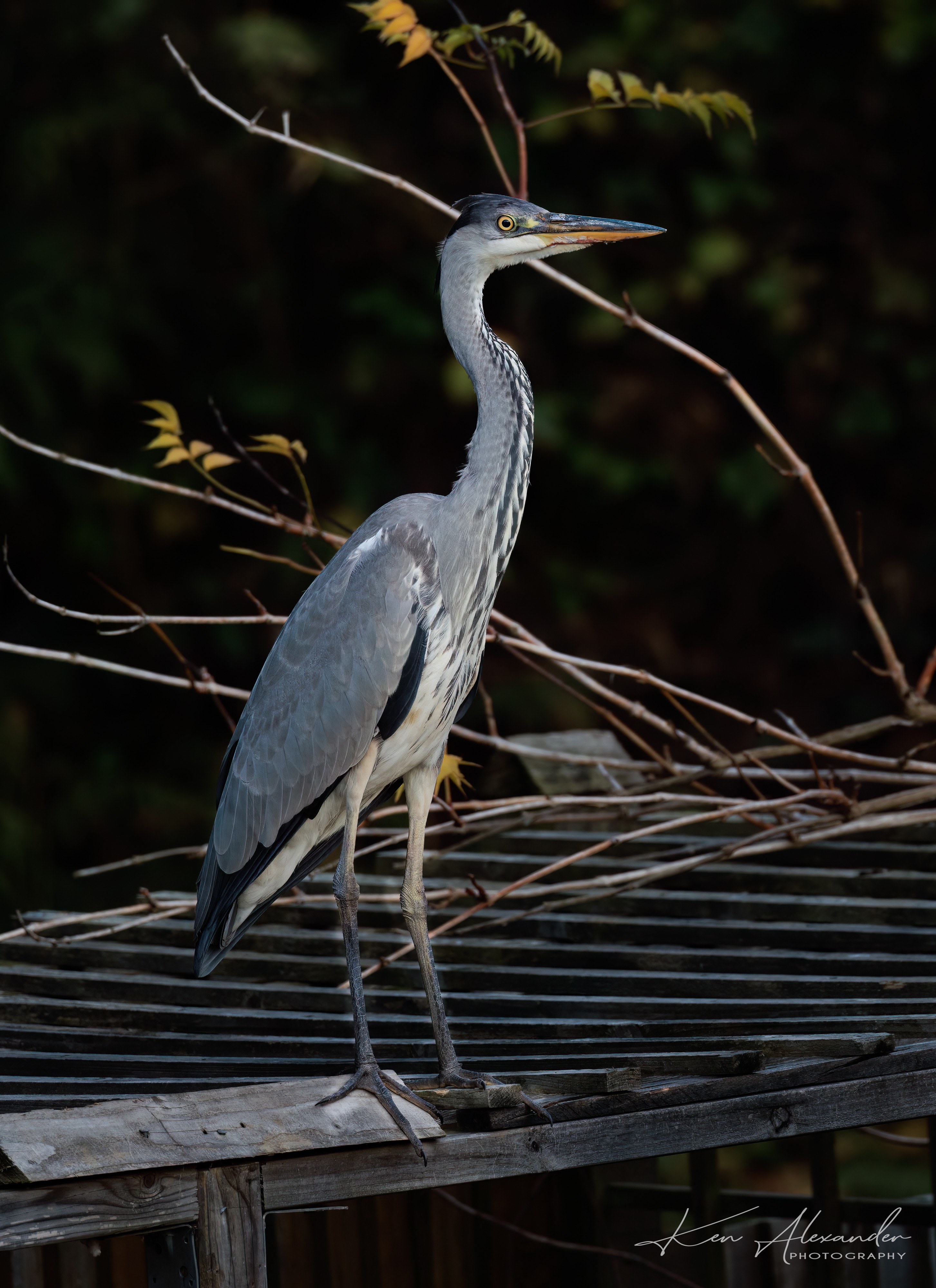 Garden heron.jpg