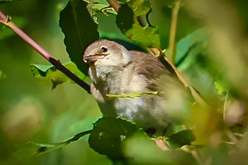 Garden Warbler