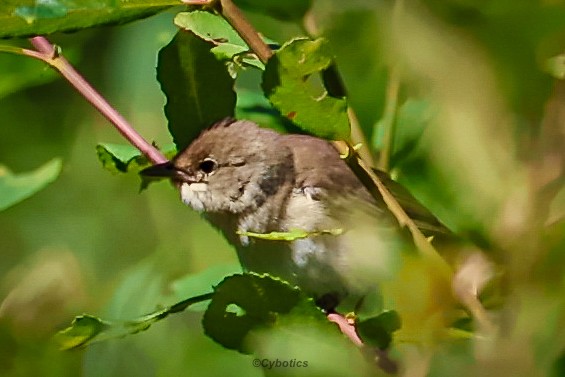 Garden Warbler