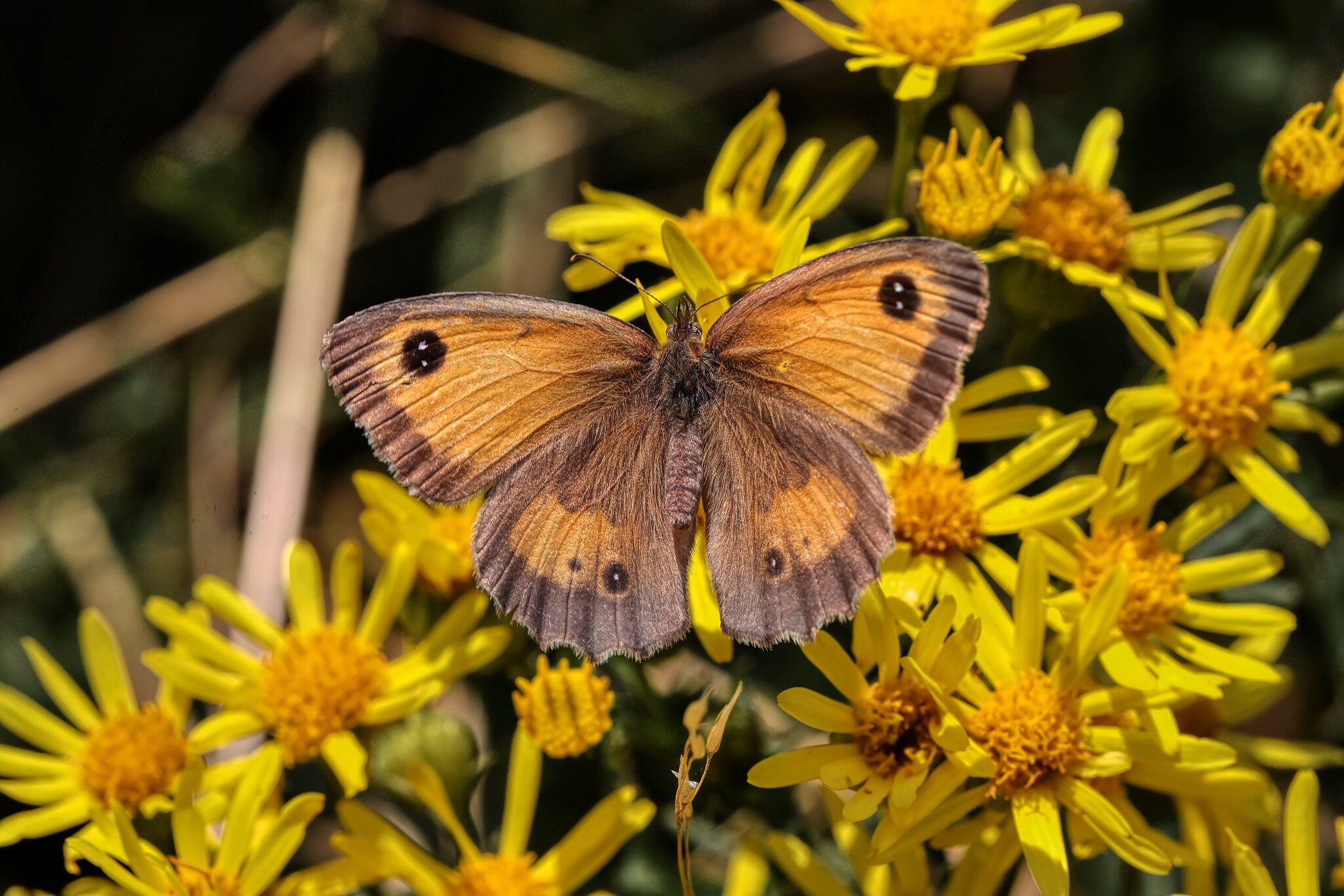 GATEKEEPER FEMALE 2.jpeg