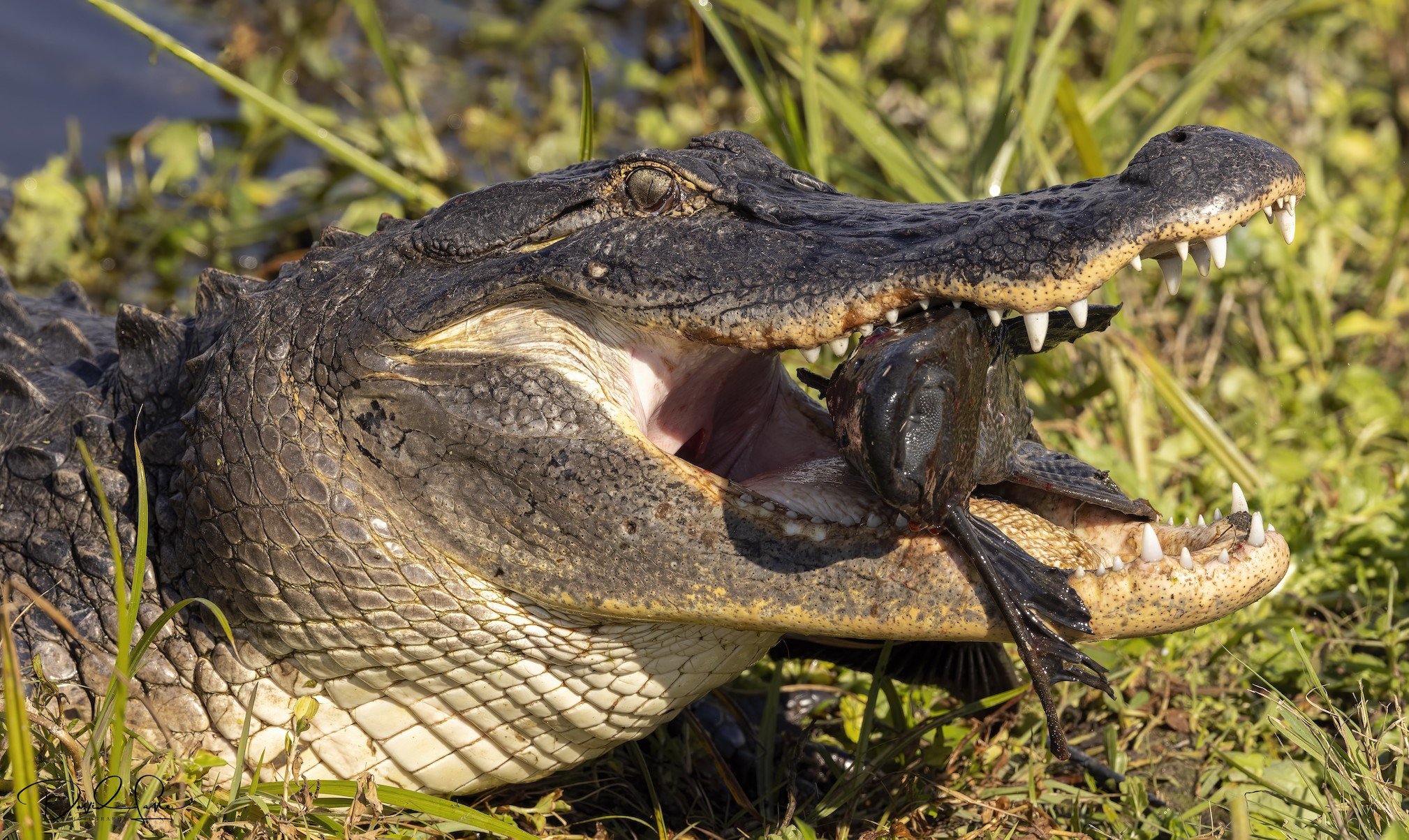 Gator Encounter