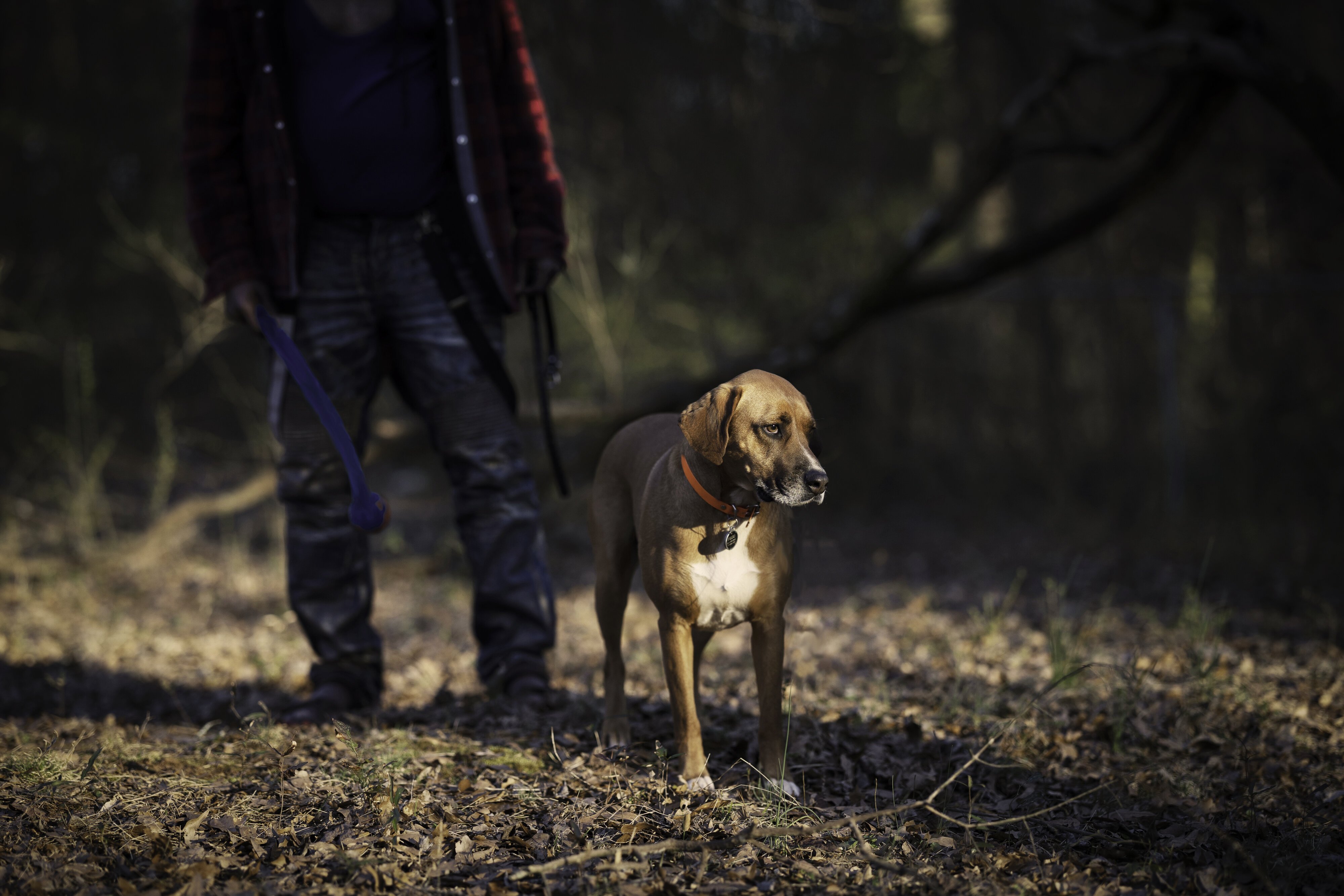 Georgia Coonhound