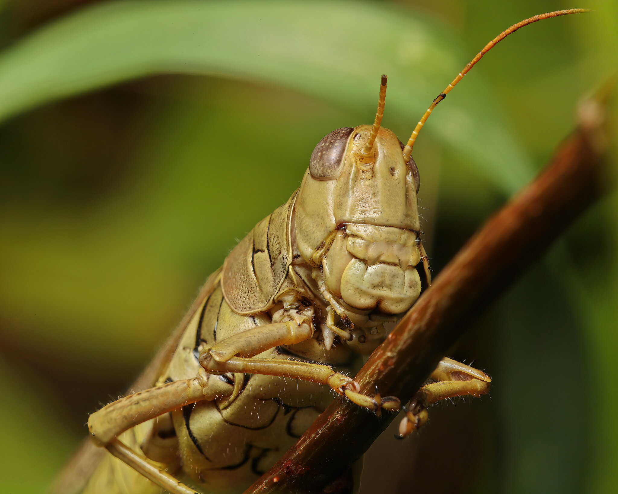 Giant Grasshopper