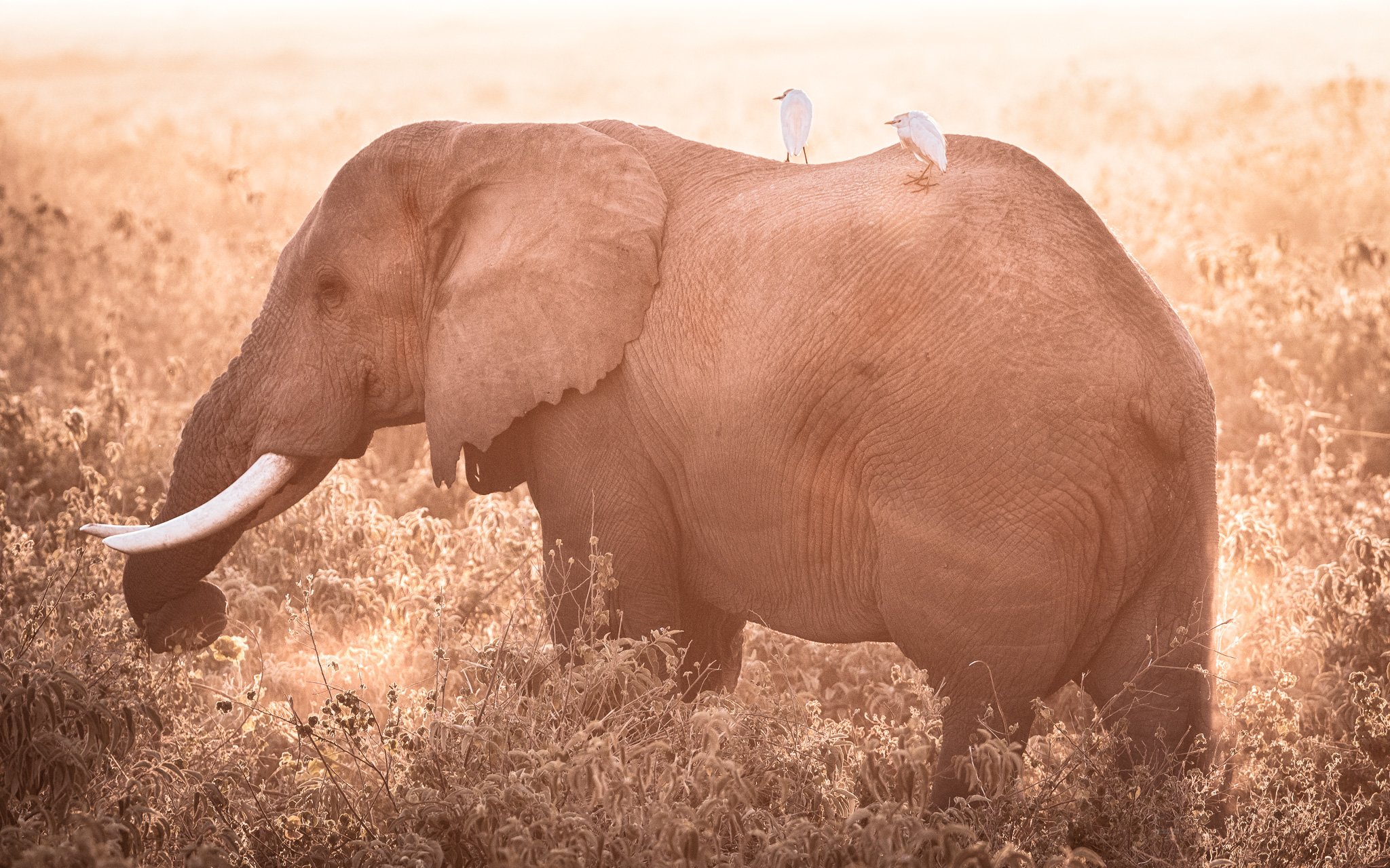 Giant of Amboseli