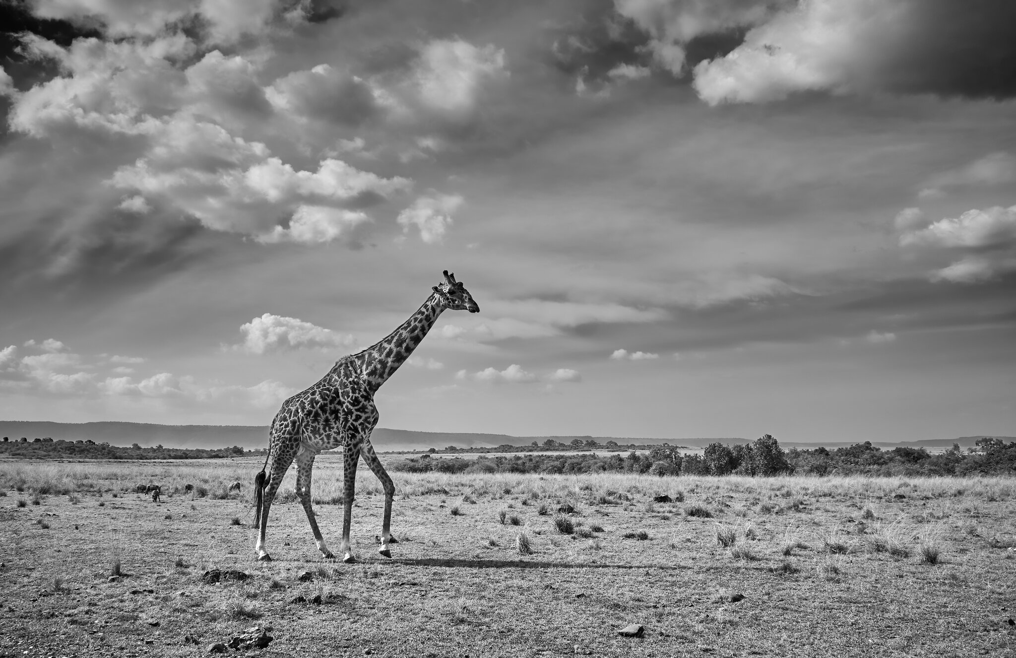 Giraffe on the Maasai Mara ©2022 Adam Bettcher