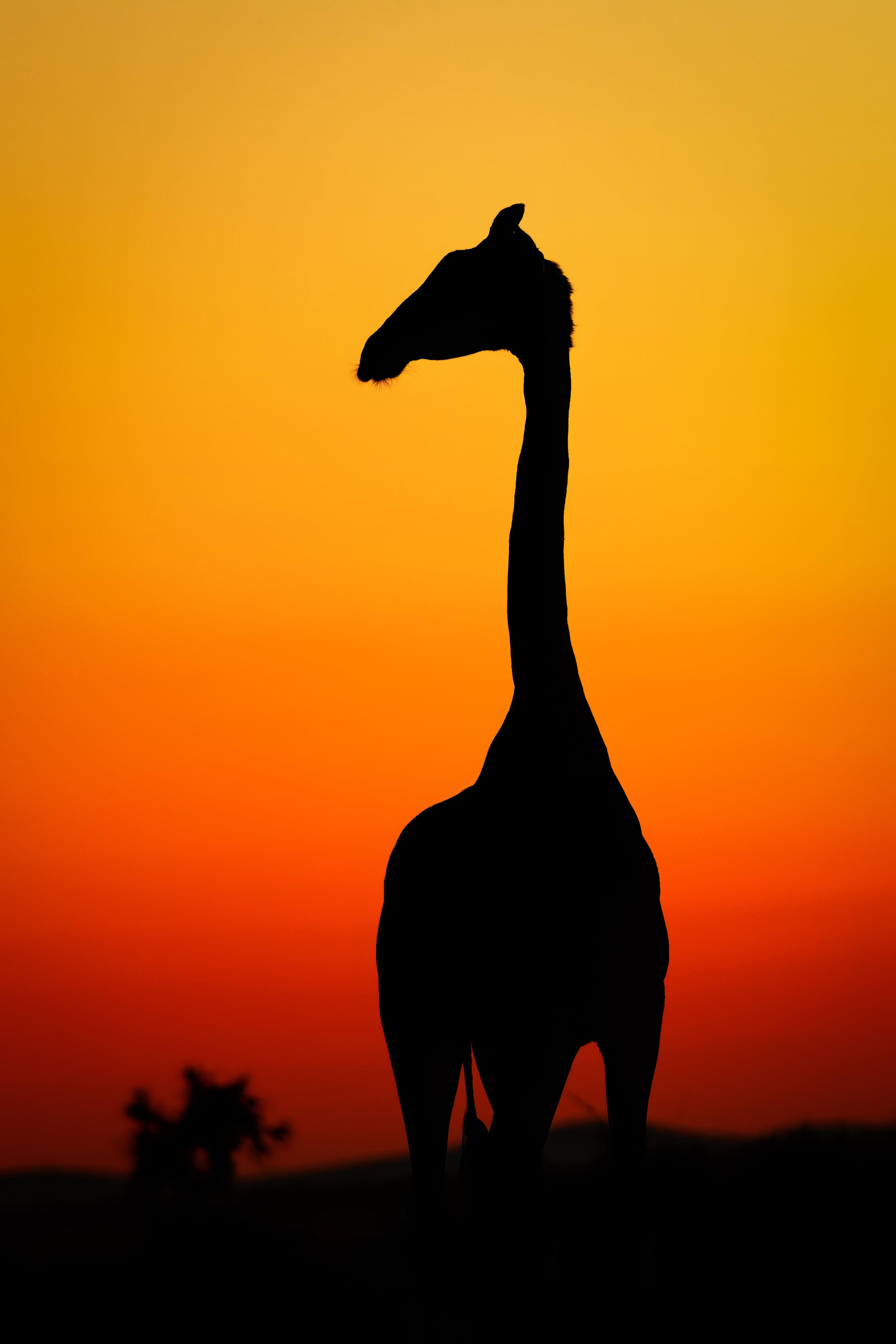 Giraffe Silhouette-.jpg