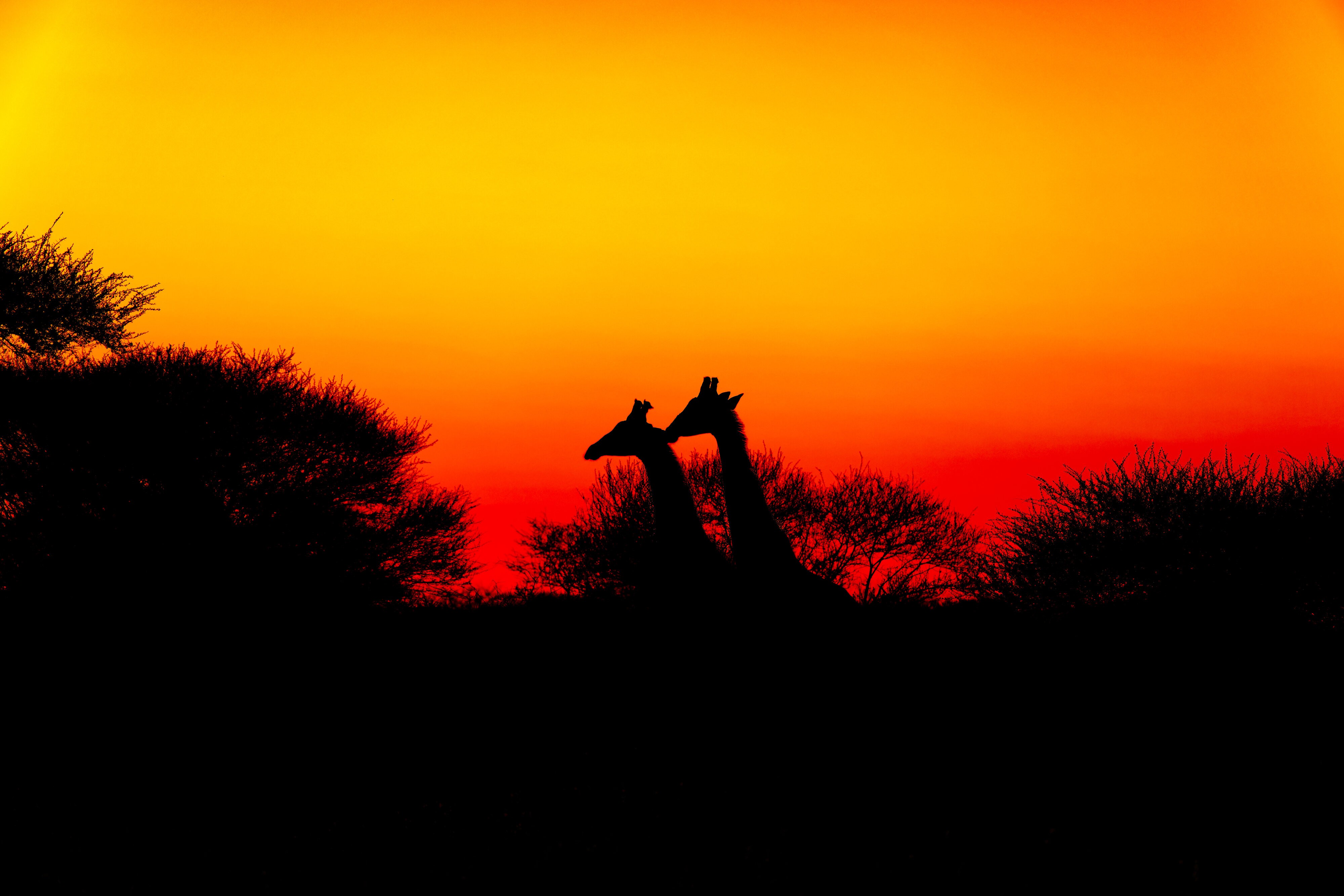 Giraffe Sunset.jpg