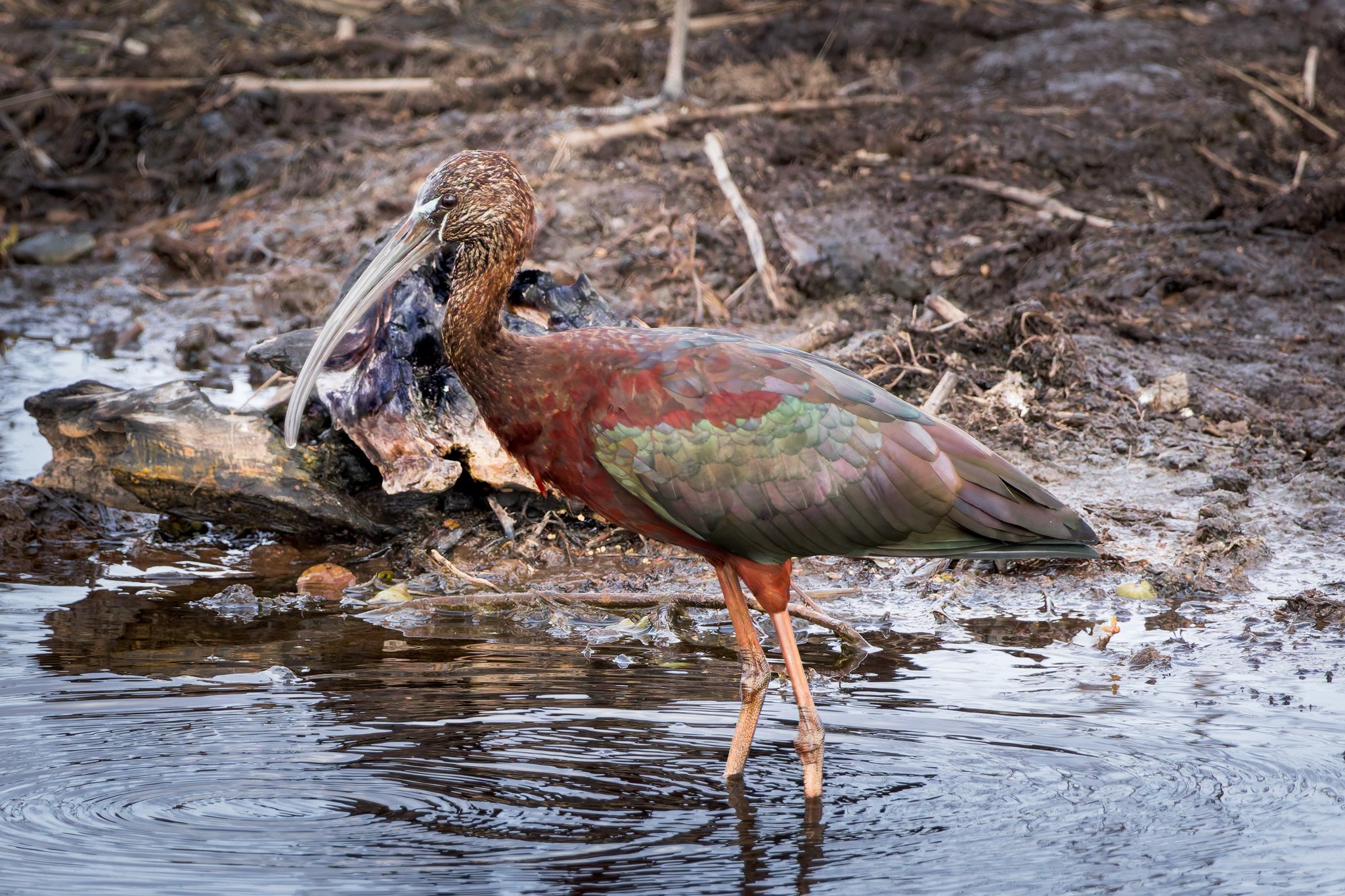 Glossy Ibis.jpg