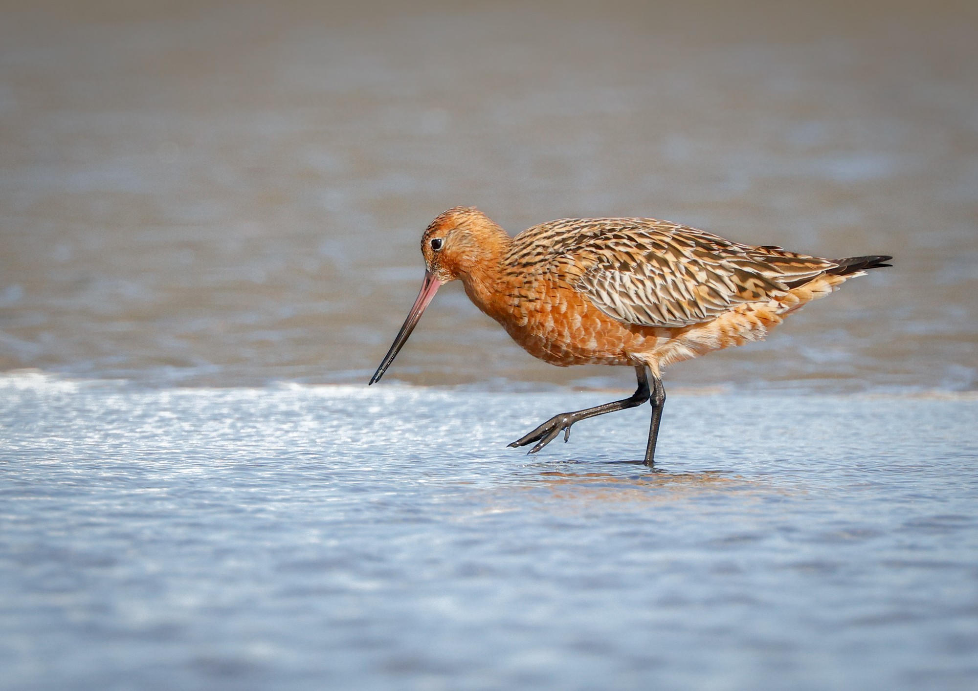 godwit-bt-2-a.jpg