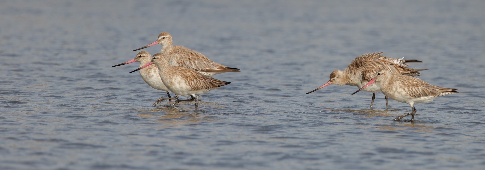 godwit-bt-x5-01-c-2000px.jpg