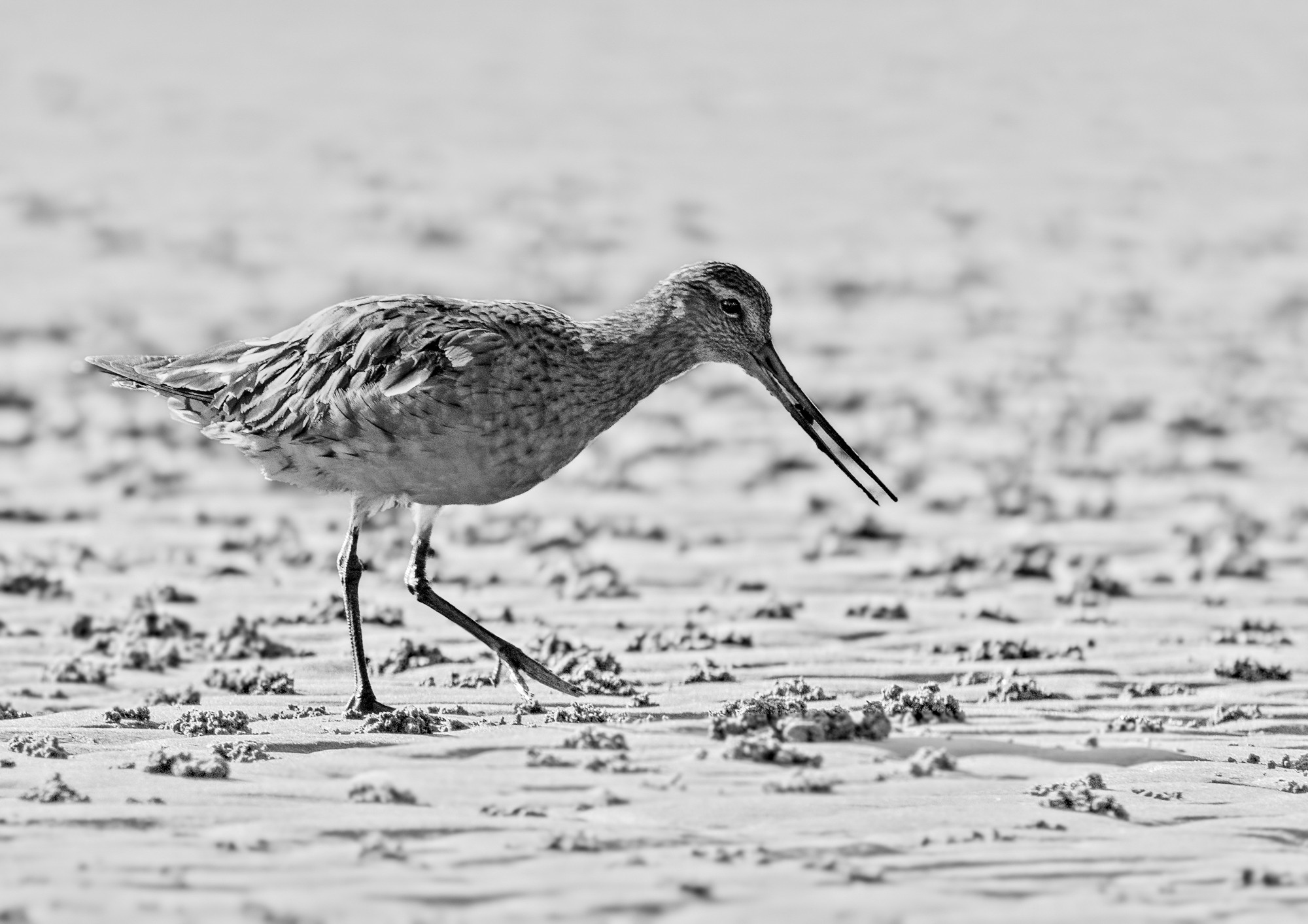 godwit-bw-0001-c.jpg