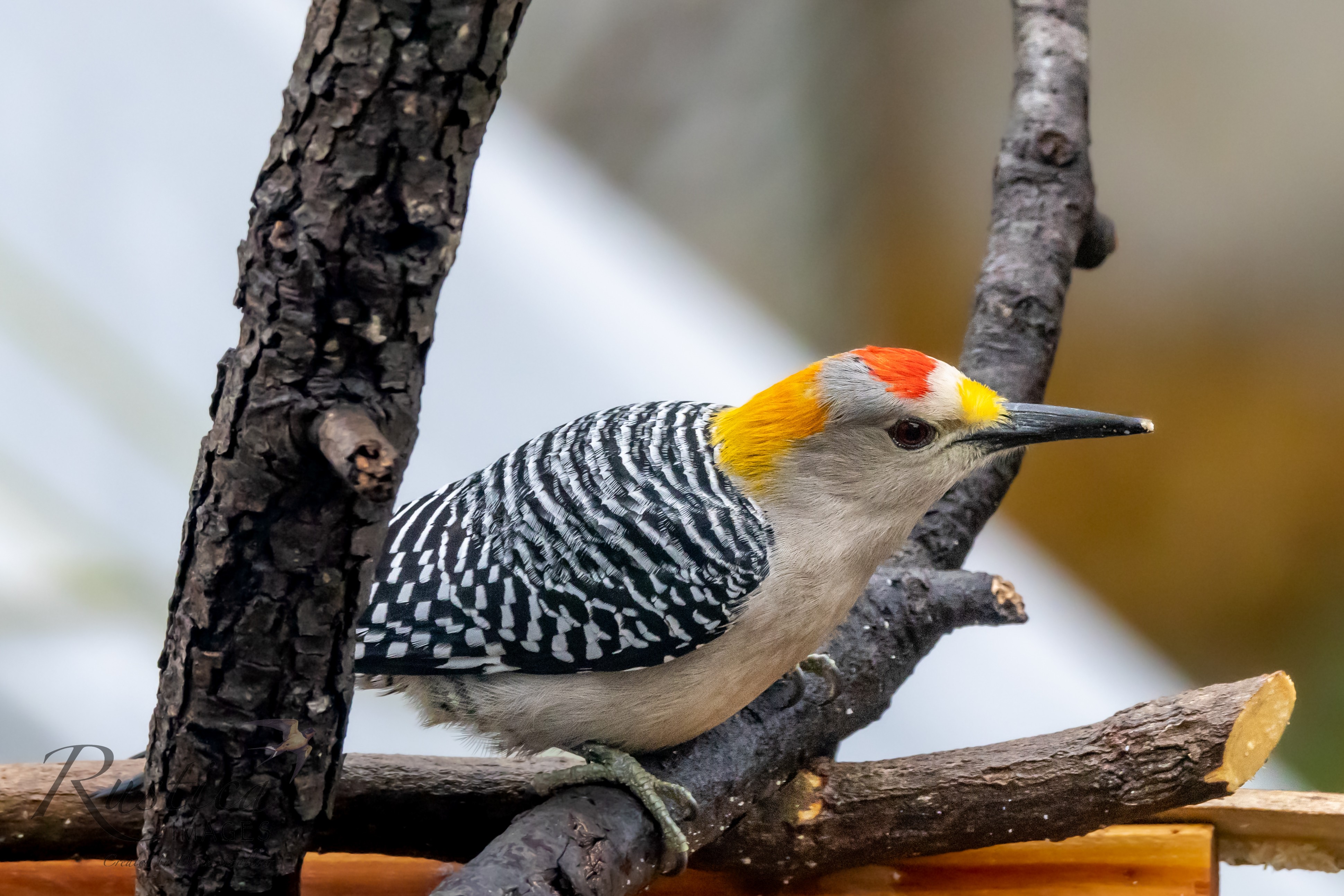 Golden breasted woodpecker, backyard